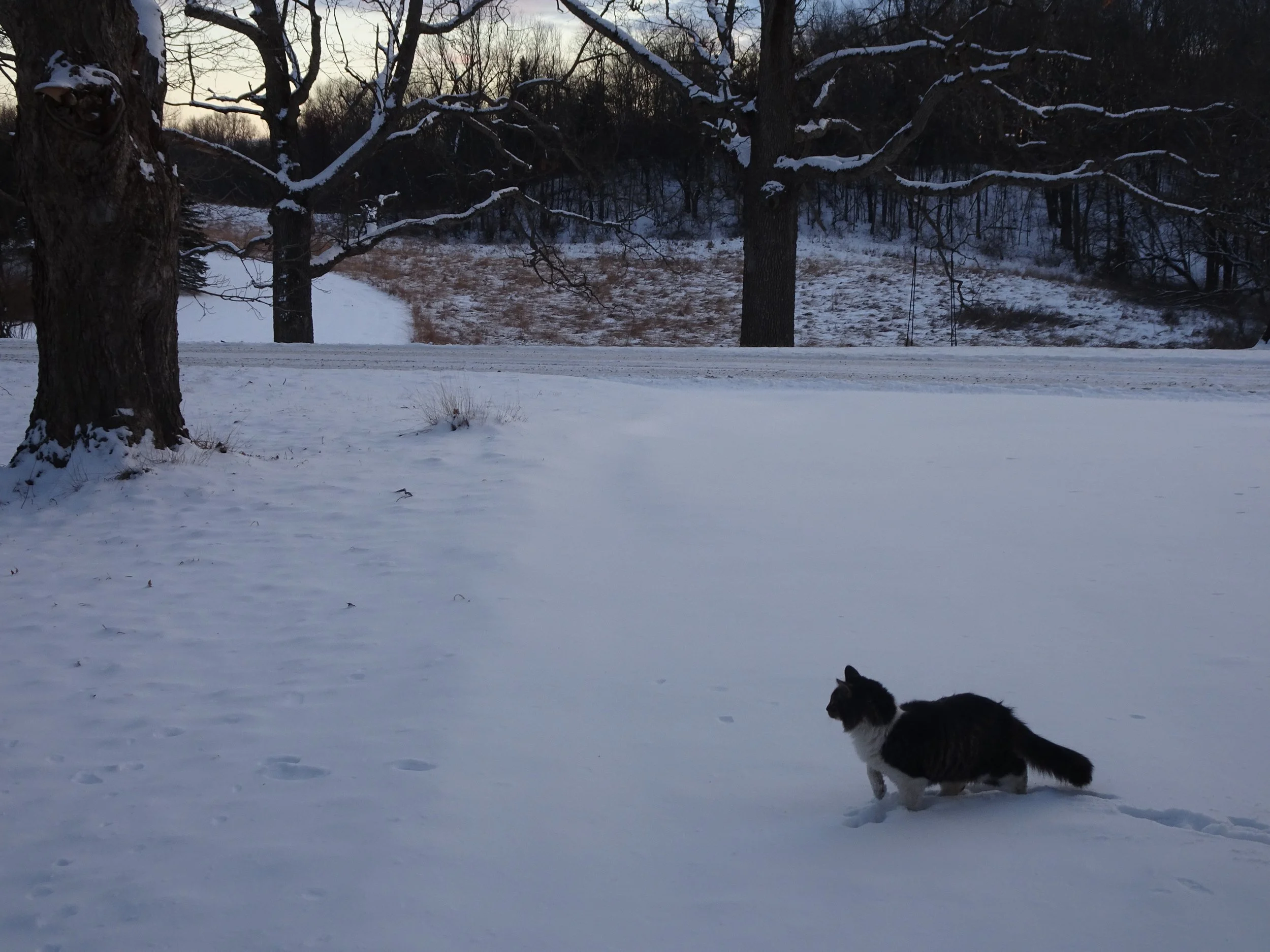 Nurtured in Nature: Winter Kids Hike