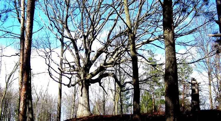 The Art of Opening Oaks