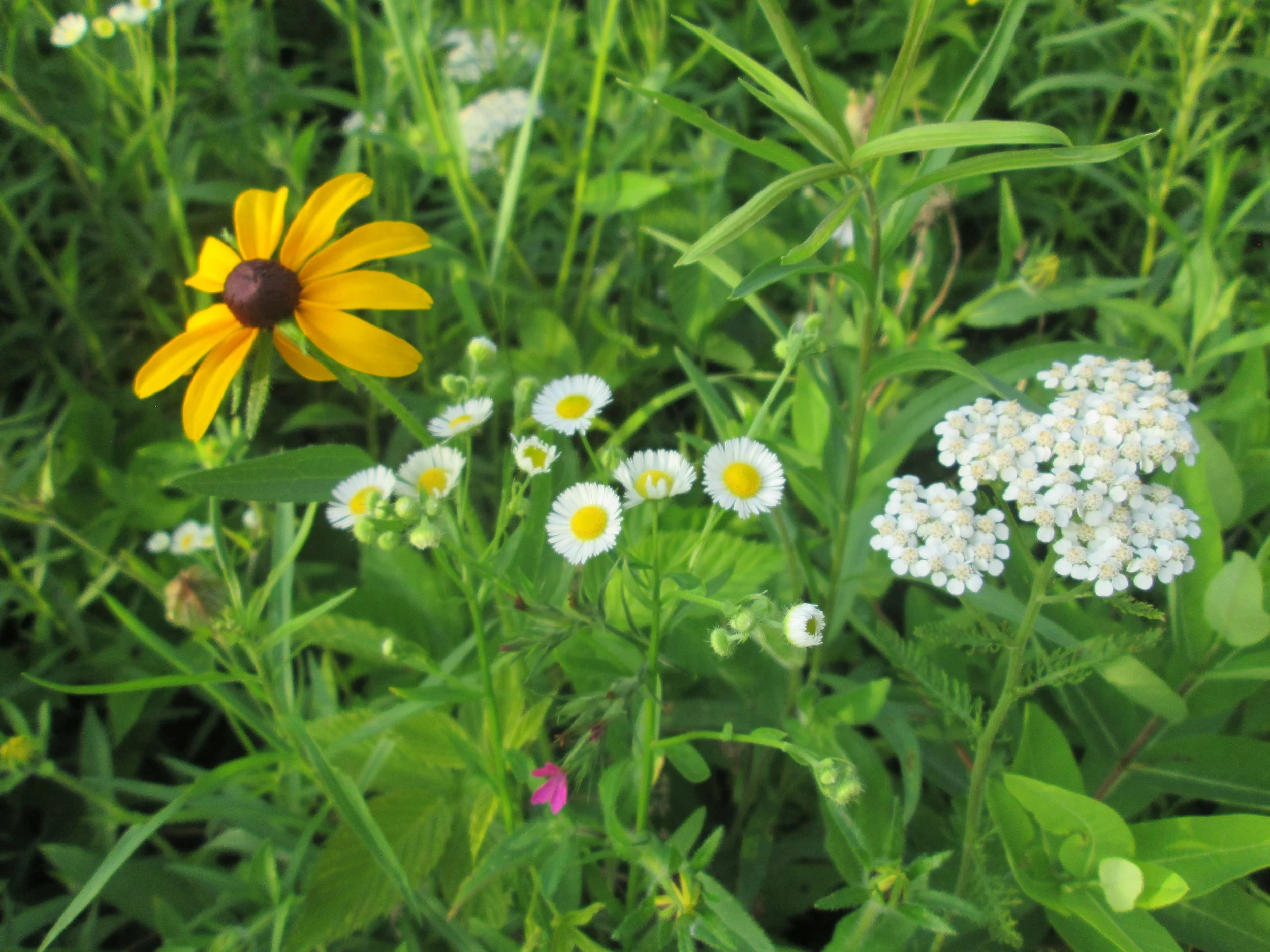 History of Plant Names
