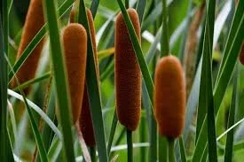 Cattail Foraging