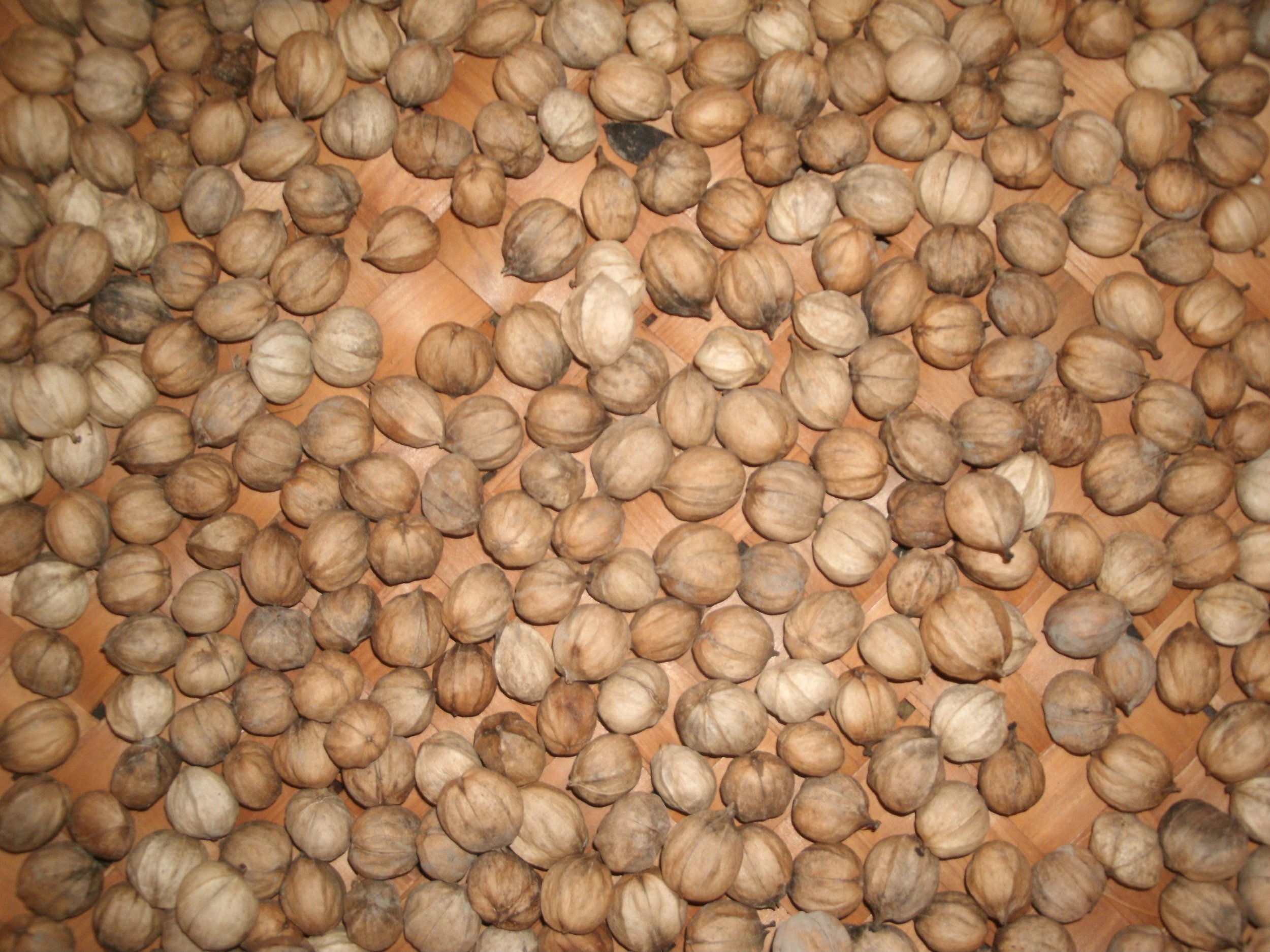 Wild Nuts!
