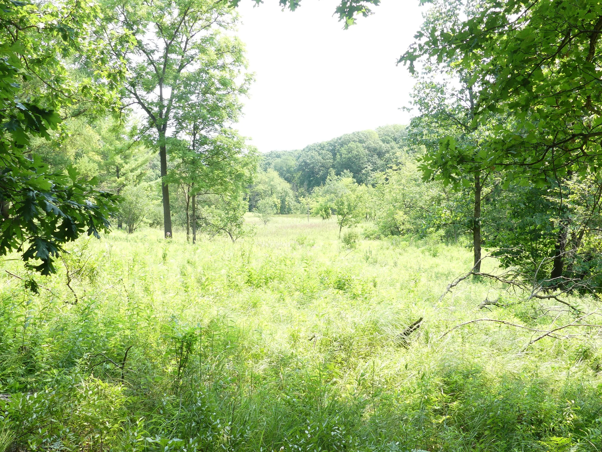 Native Habitats of the Irish Hills Area
