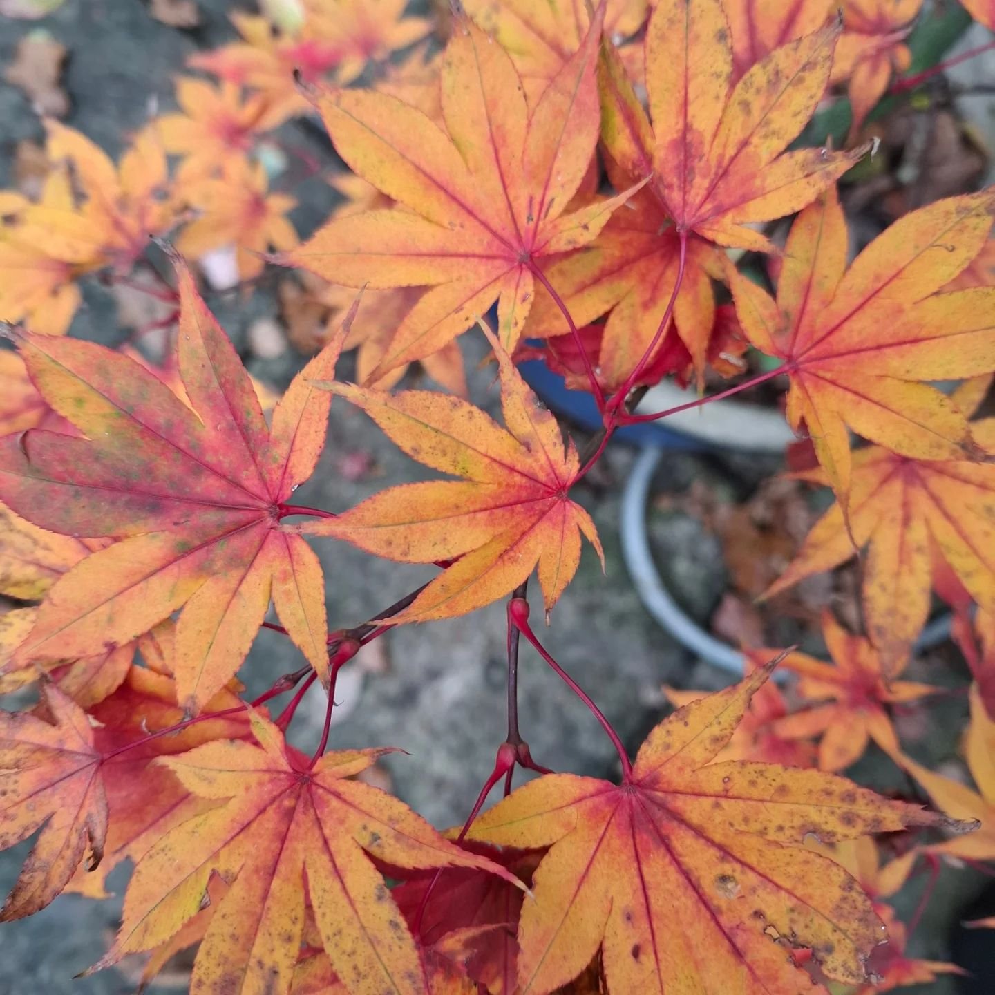 Stunning (and perfectly on brand!) colours on this beautiful acer from the lovely @1gardensage gang! 🙏🍁🍂🧡