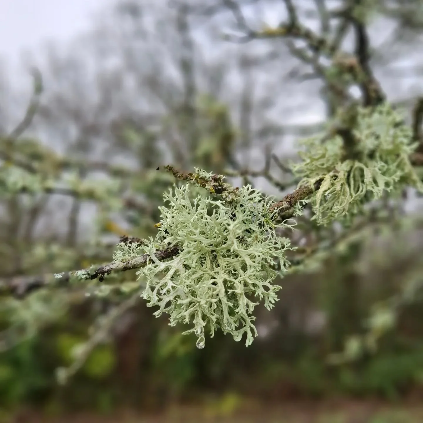 Beautiful lichen, harmless and an indicator of good air quality!