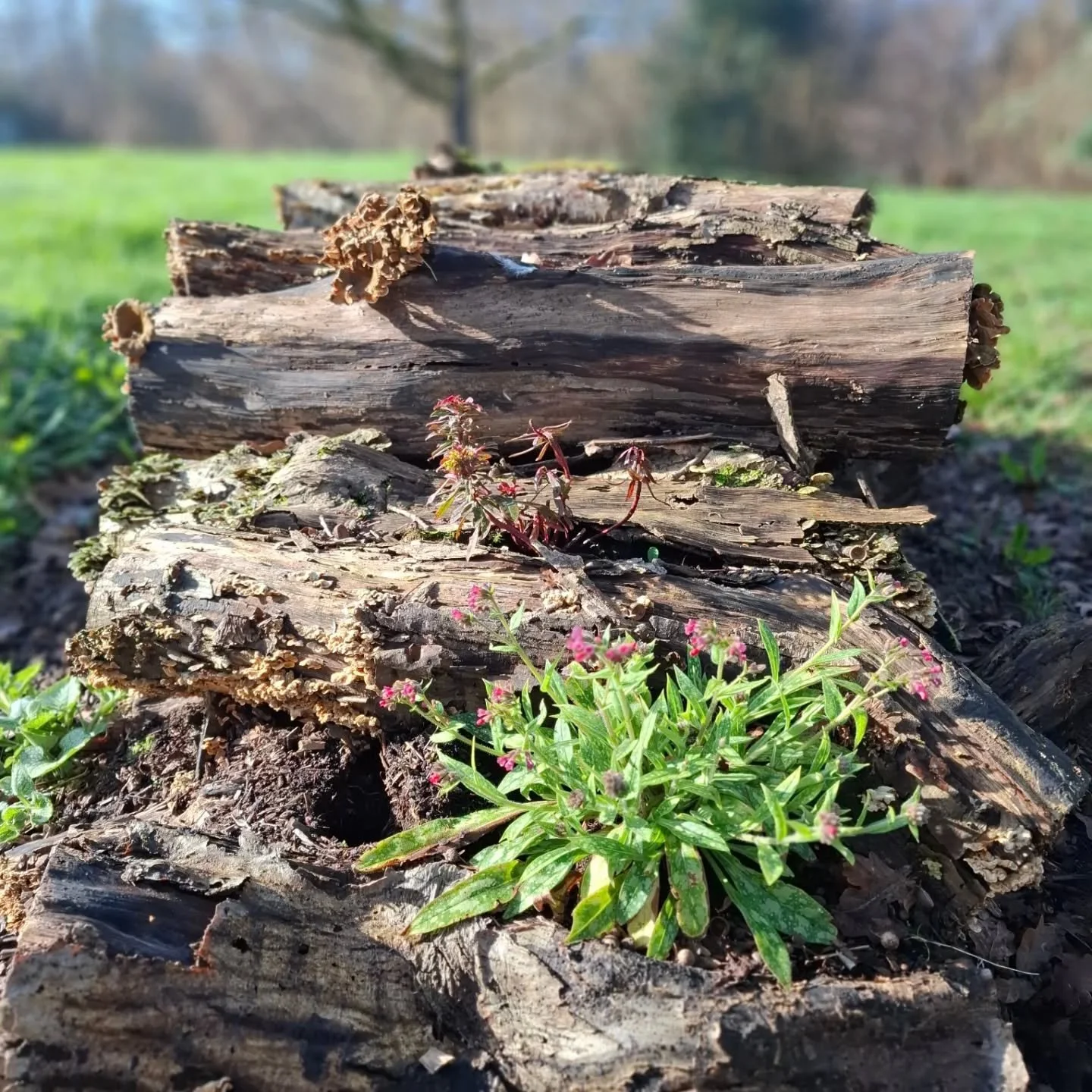 Log piles, a super important habitat that's so simple to create. Added some pulmunaria to this one to keep the bees happy too!🐝🐜🕷🦋🐞🪲🐌🪳