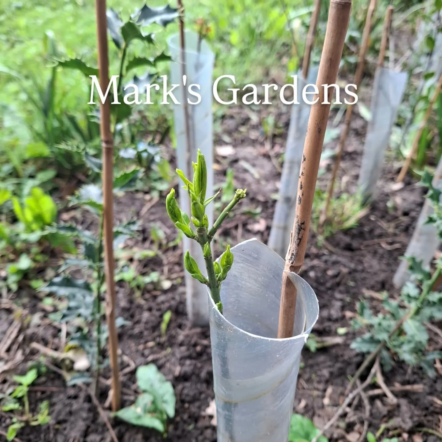 Native hedge doing well 2 weeks in.