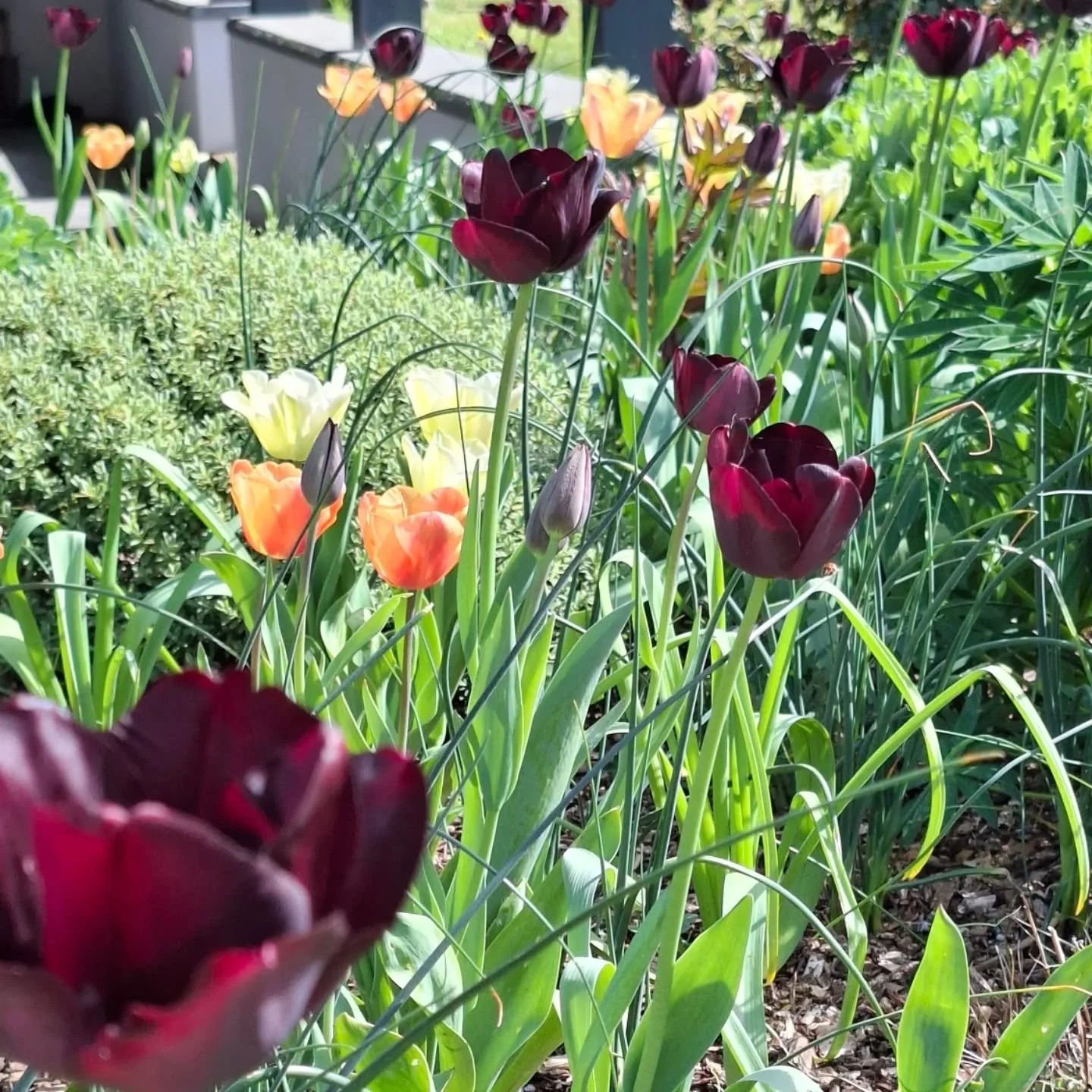 Tulip season in full effect! Apricot Fox, Queen of the Night and Spring Green, a fave combo that works so well! The late autumn early winter graft pays off now!!!🌷🌷🌷🧡🤍💜