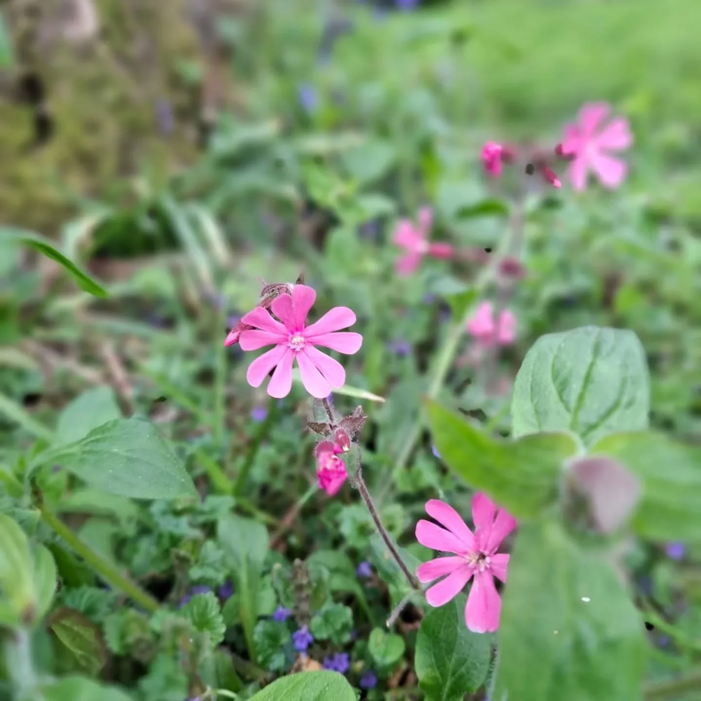 Beautiful red campion. Look after those woodland beauties.🩷🩷🩷