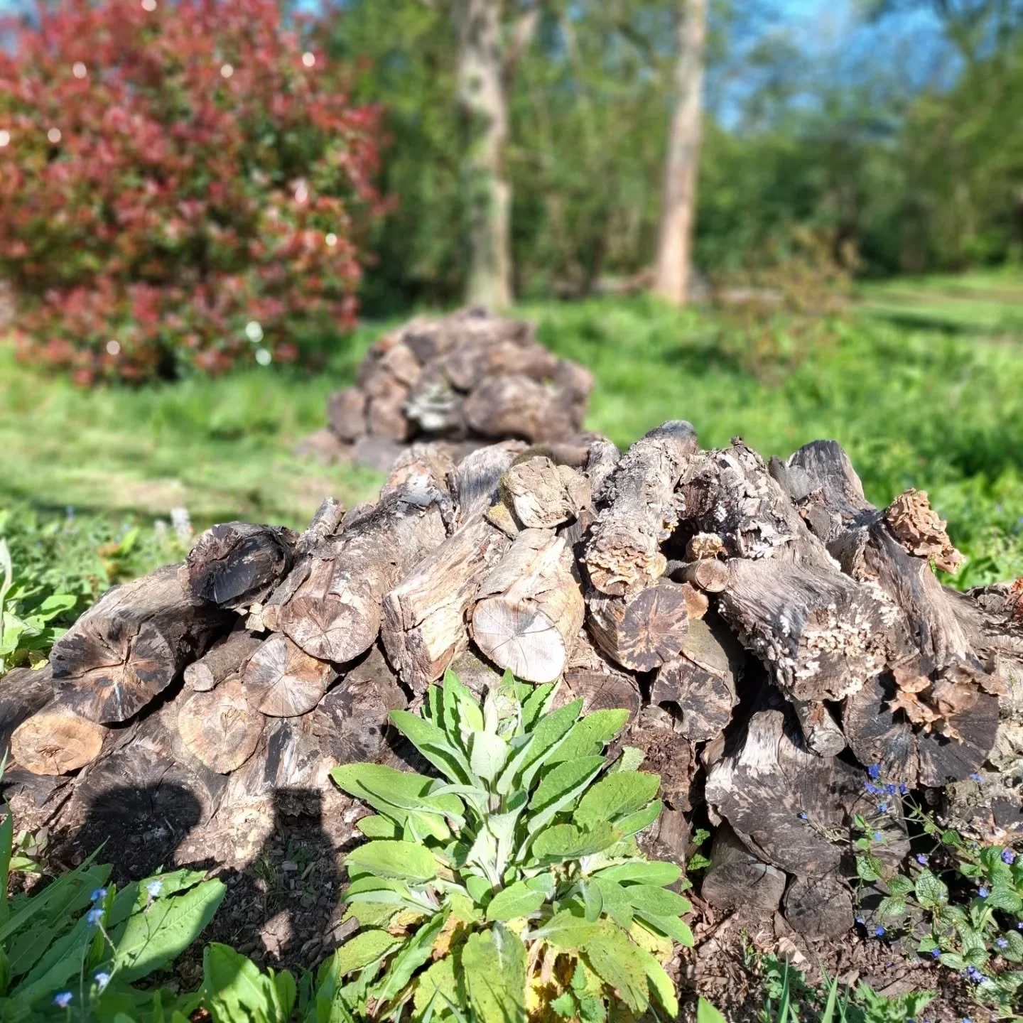So sad to hear of the passing of Nigel Dunnett who was the inspiration to me in creating these log stacks. A true legend, gone too soon.
RIP Nigel.