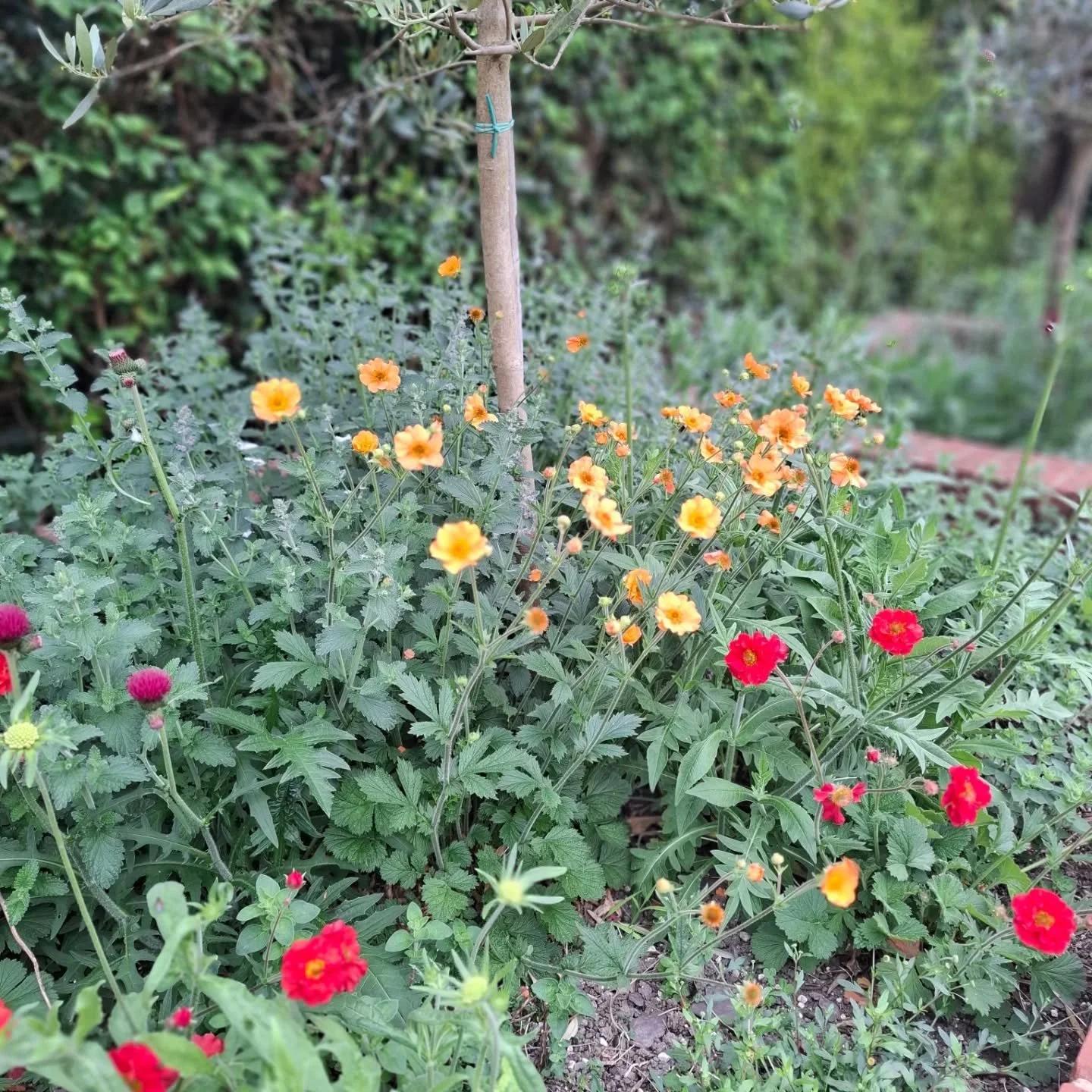 Geums...❤️🧡❤️🧡❤️🧡❤️🧡