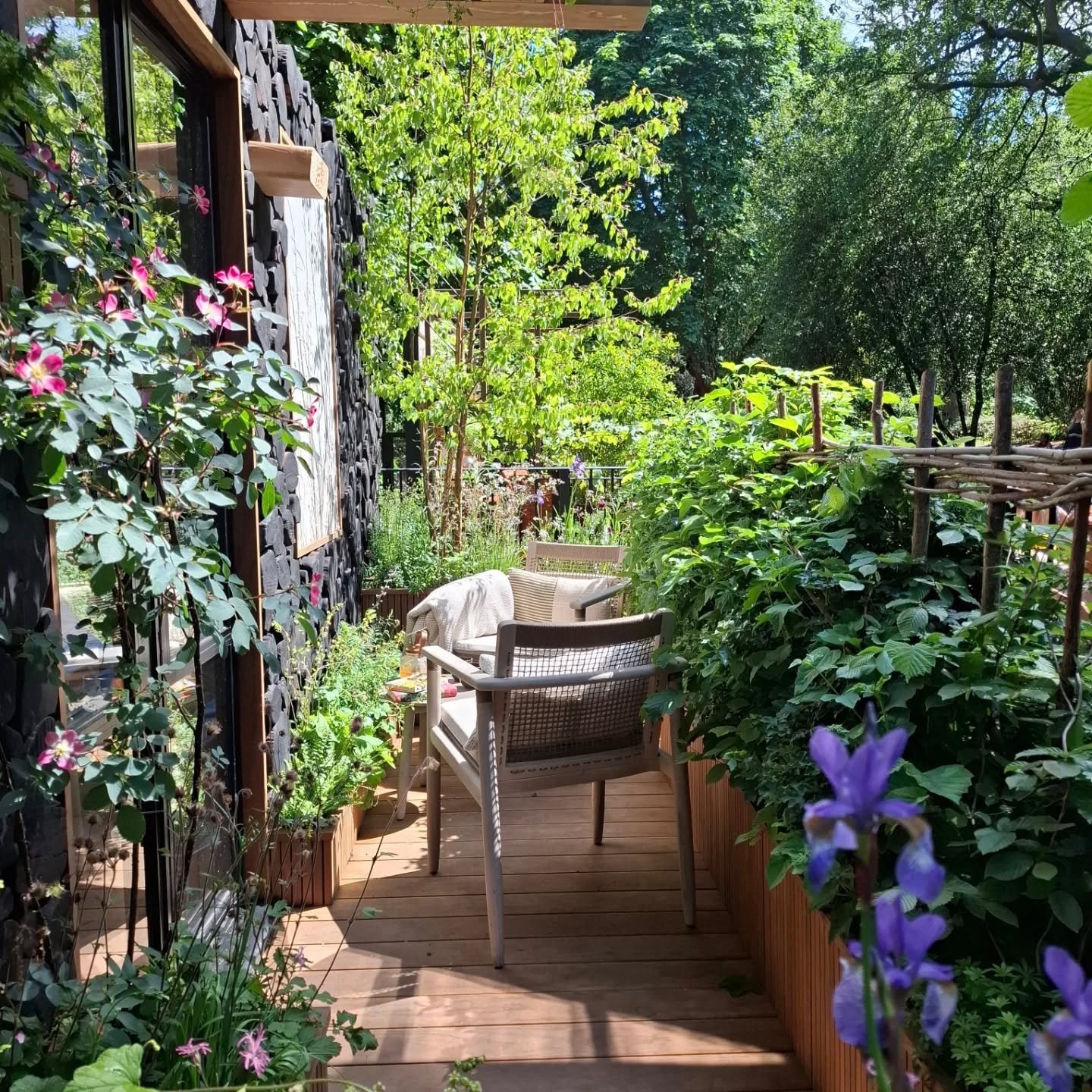 My favourite view of @hedgerowinthesky balcony garden.
What a joy to spend the day talking to visitors about the garden, the concept, planting,  design details. Overwhelmingly positive reactions all round, lots of inspiration taken away for Hedgerows