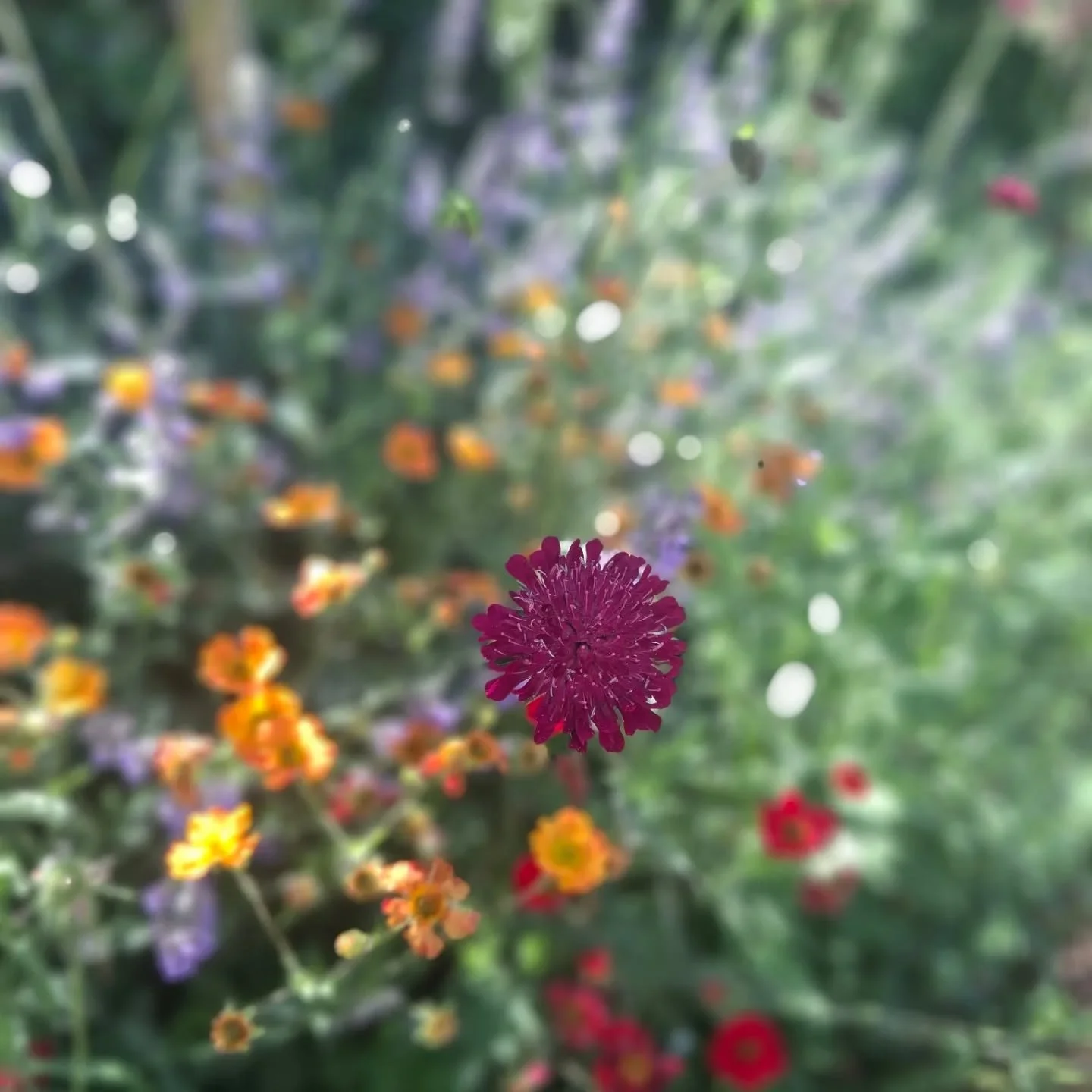 Knautia Macedonica,  what a jewel amongst a sea of jewels in this raised bed planted last year. Back with a bang, bees are having a ball!🌞😎🐝