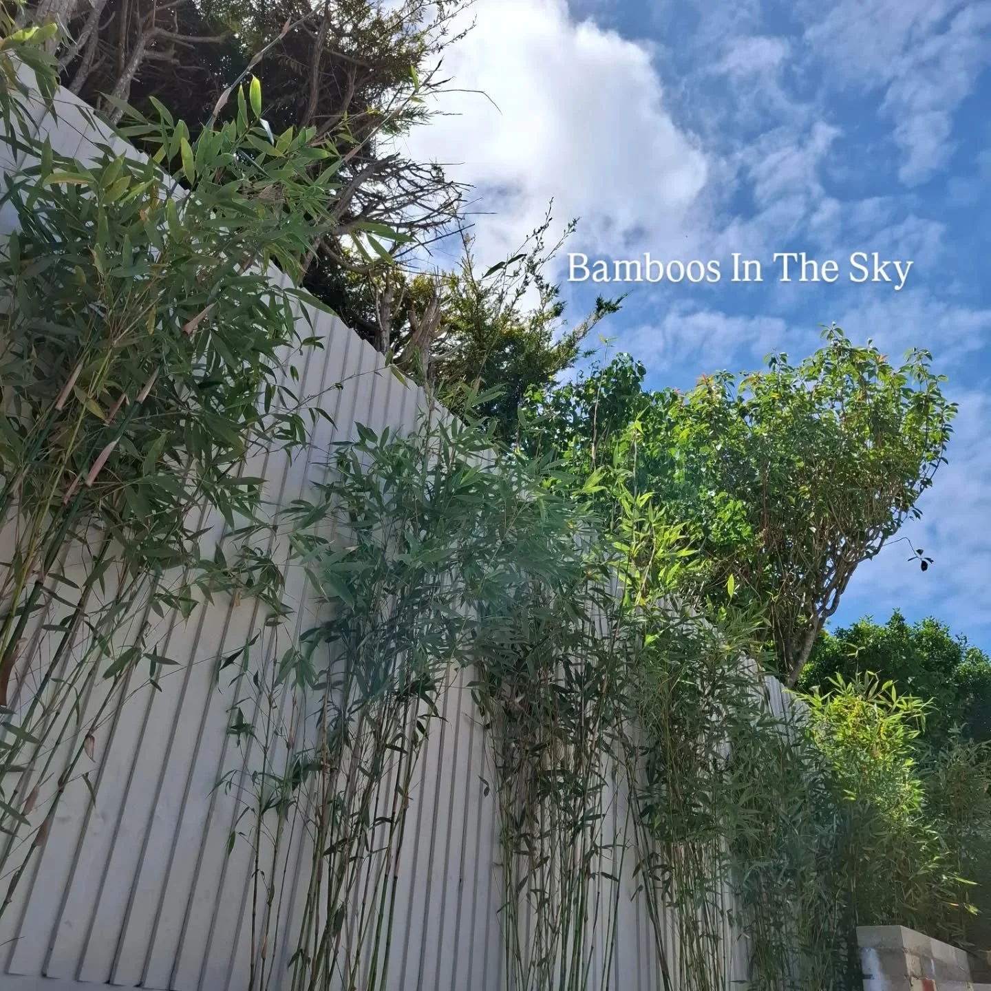 Some bamboo can be problematic, this is fargesia ....