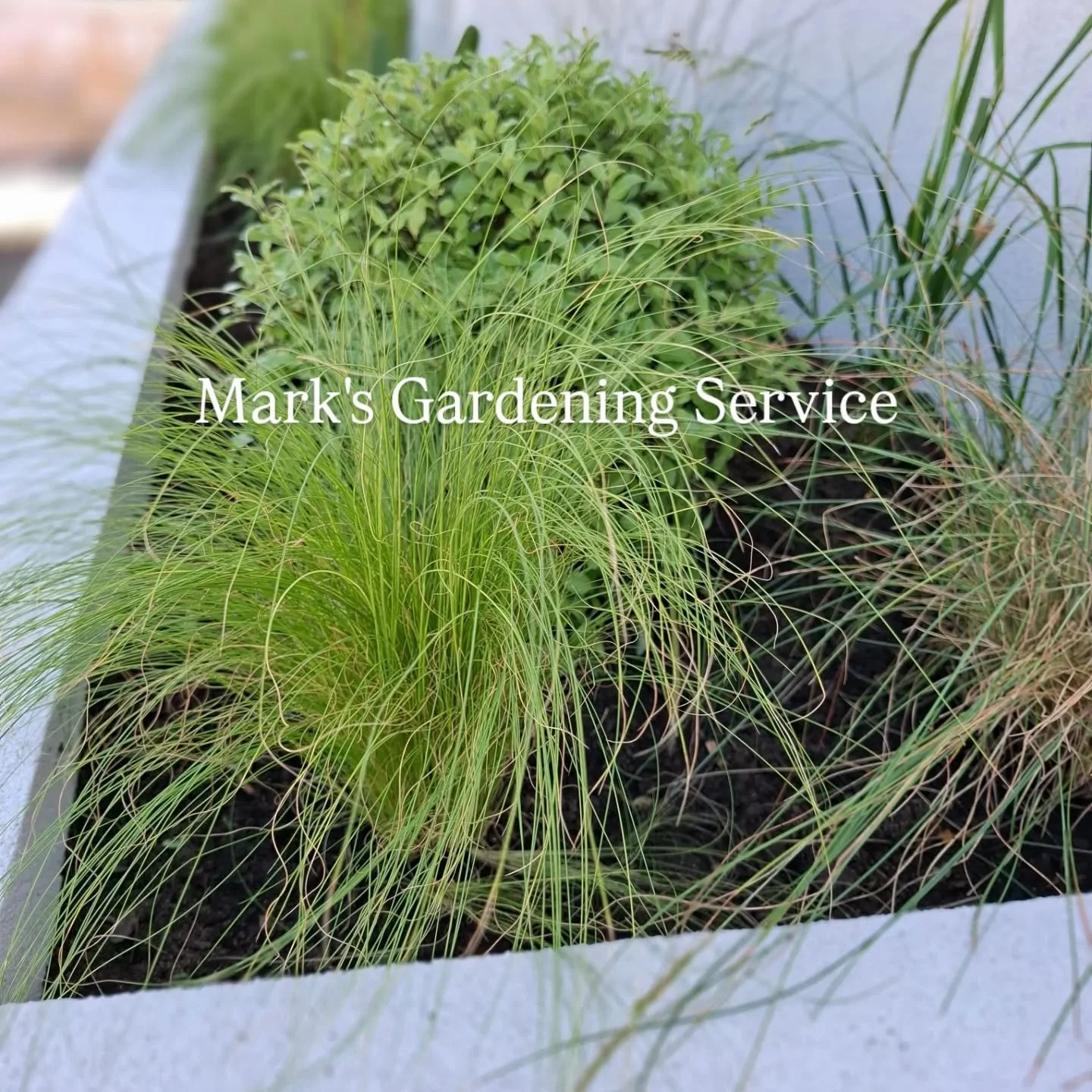 Lovely to work with clients who are so invested in the process. Collaboration is my preferred approach always! Grasses galore from @1gardensage