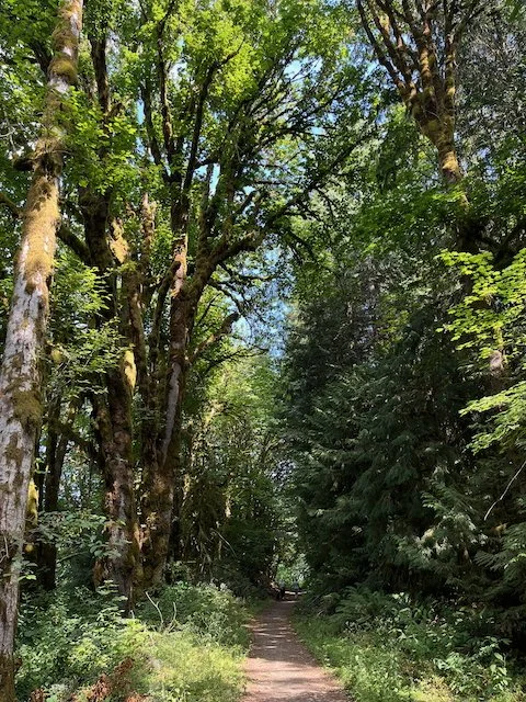 A path winds through a shaded woods.