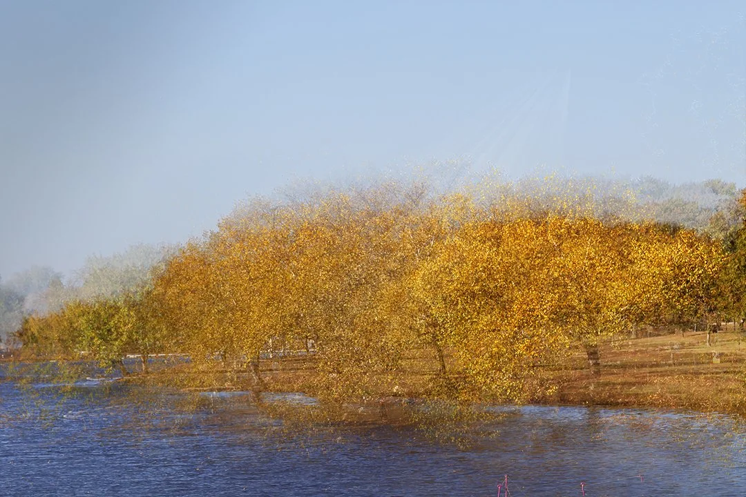 OctoberTrees.jpg