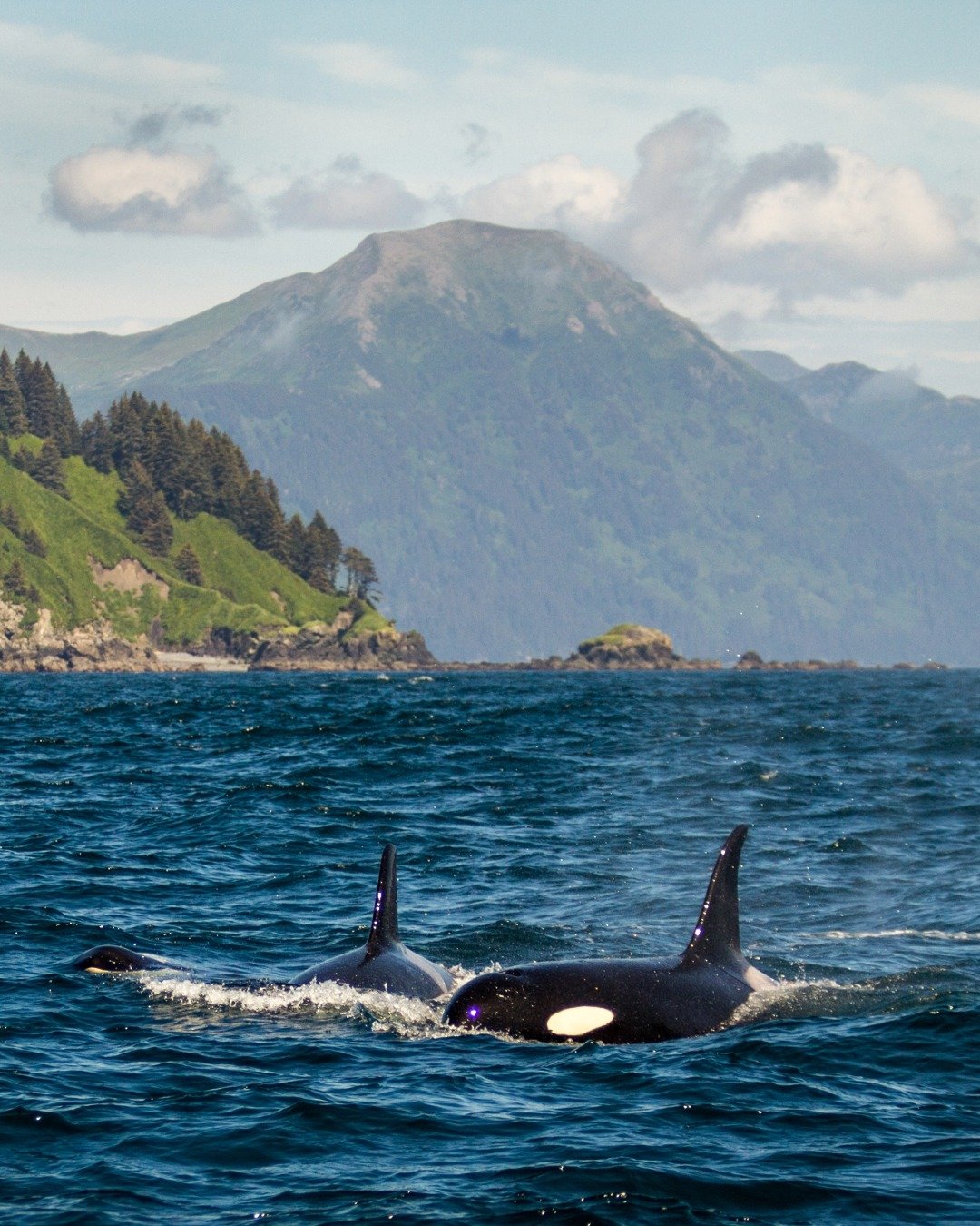 Discover Alaska&rsquo;s wild soul on HX&rsquo;s Alaska&rsquo;s Inside Passage &ndash; Fjords of the Great Land. Cruise through glacier-carved bays, spot bears and humpback whales in the wild, and visit remote communities like Klawock and Valdez. This