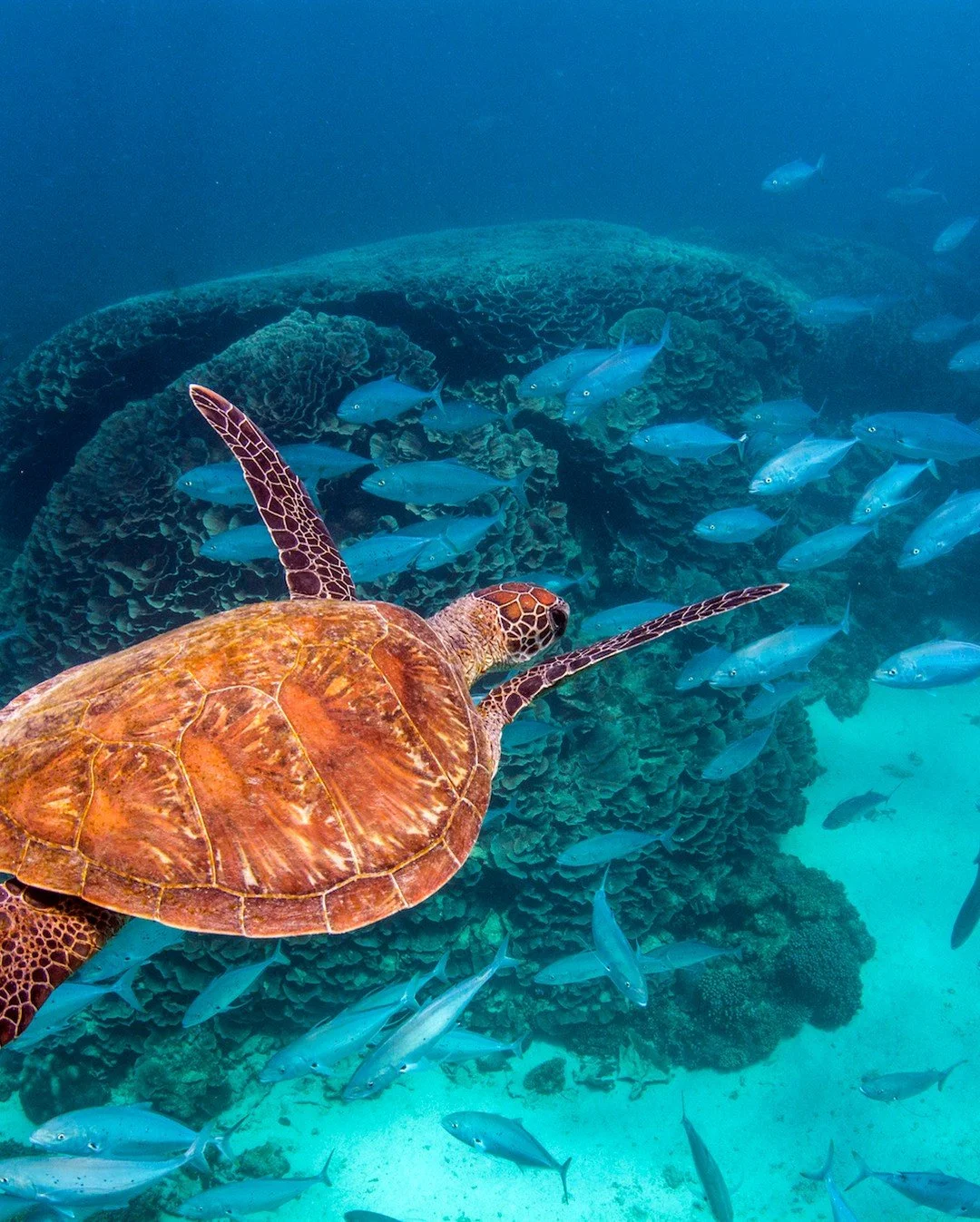 Take a swim in the protected waters of the World Heritage listed Ningaloo Reef for a taste of life under the sea. Get up close and personal with the majestic whale sharks, turtles and dolphins between June to October. You can experience Ningaloo from