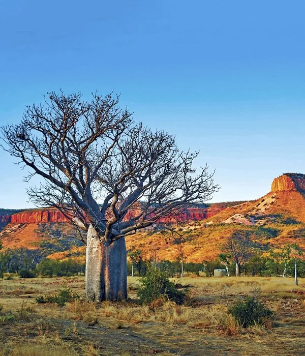 Scenic's Top End &amp; Kimberley Spectacular Awaits