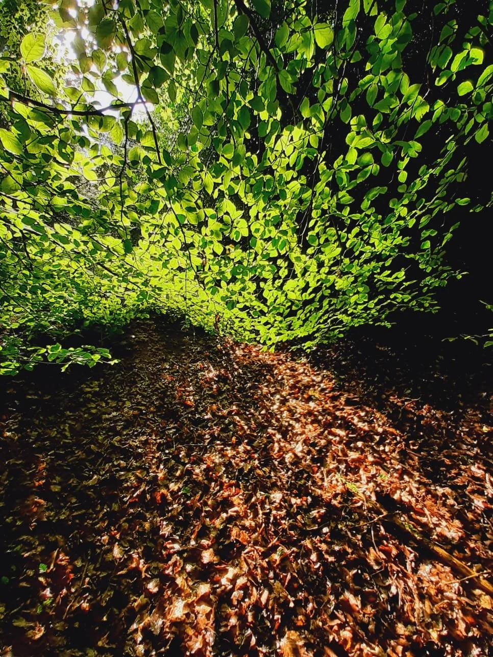 88CFA3C2-3716-4B13-B5C8-EC483903D3D2 (1).jpeg