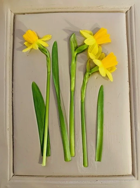Daffodils 1.jpg