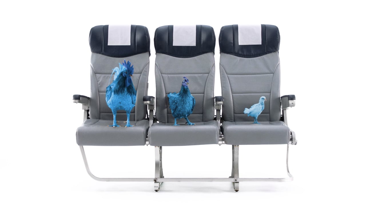 Blue Hen - Seats