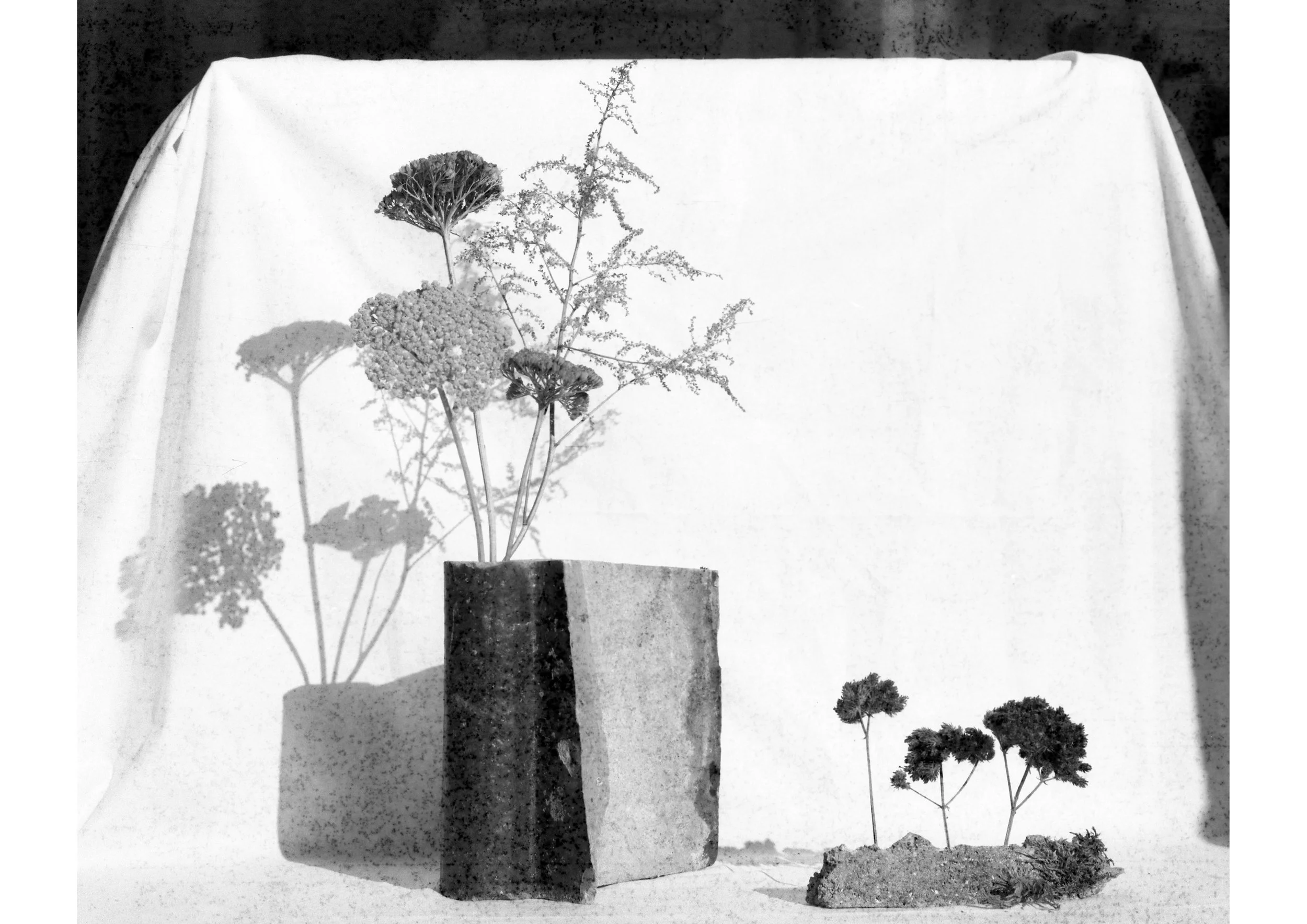 Concrete Jungle Annie Hibberd