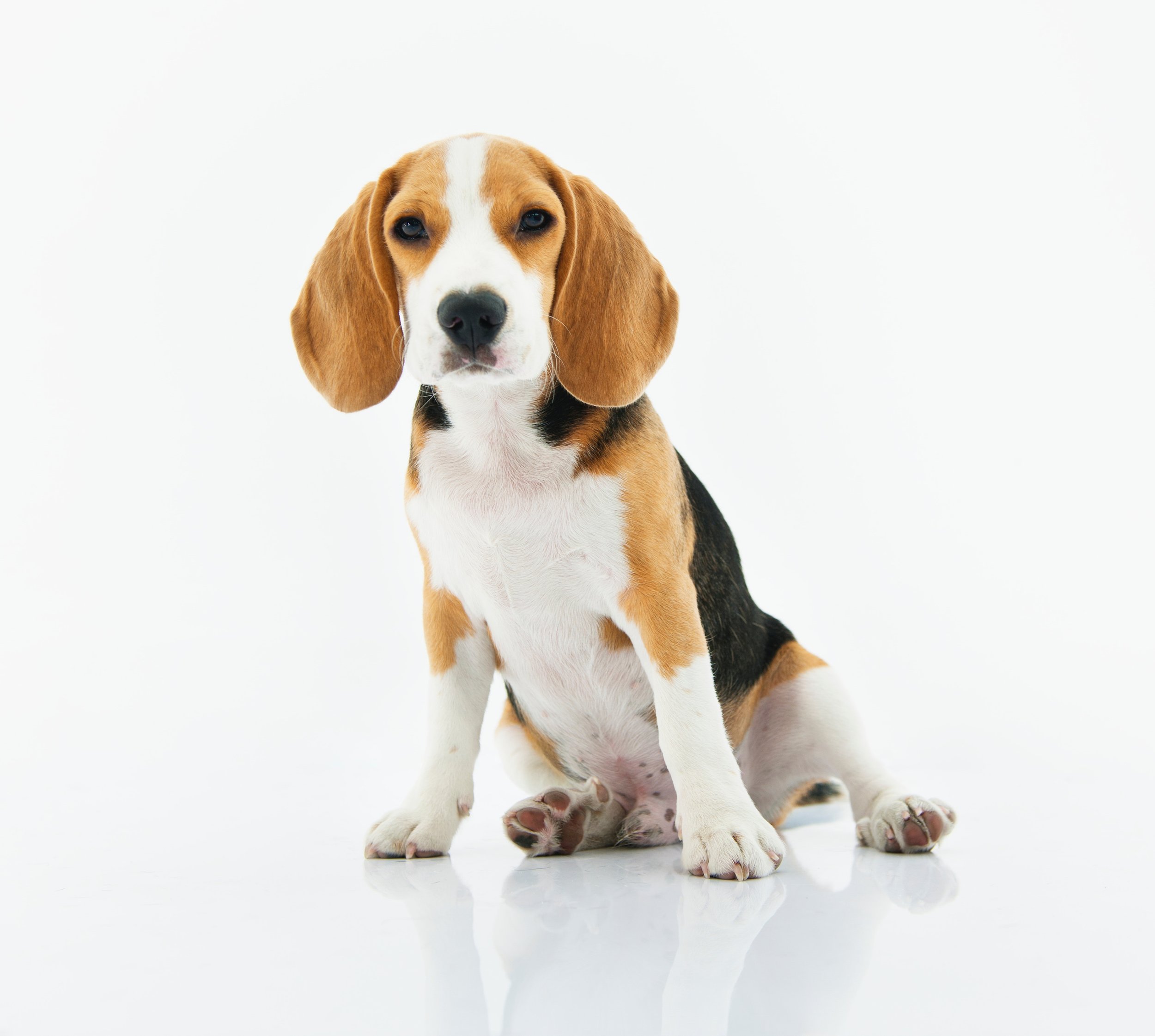 adorable-animal-beagle-1345191.jpg