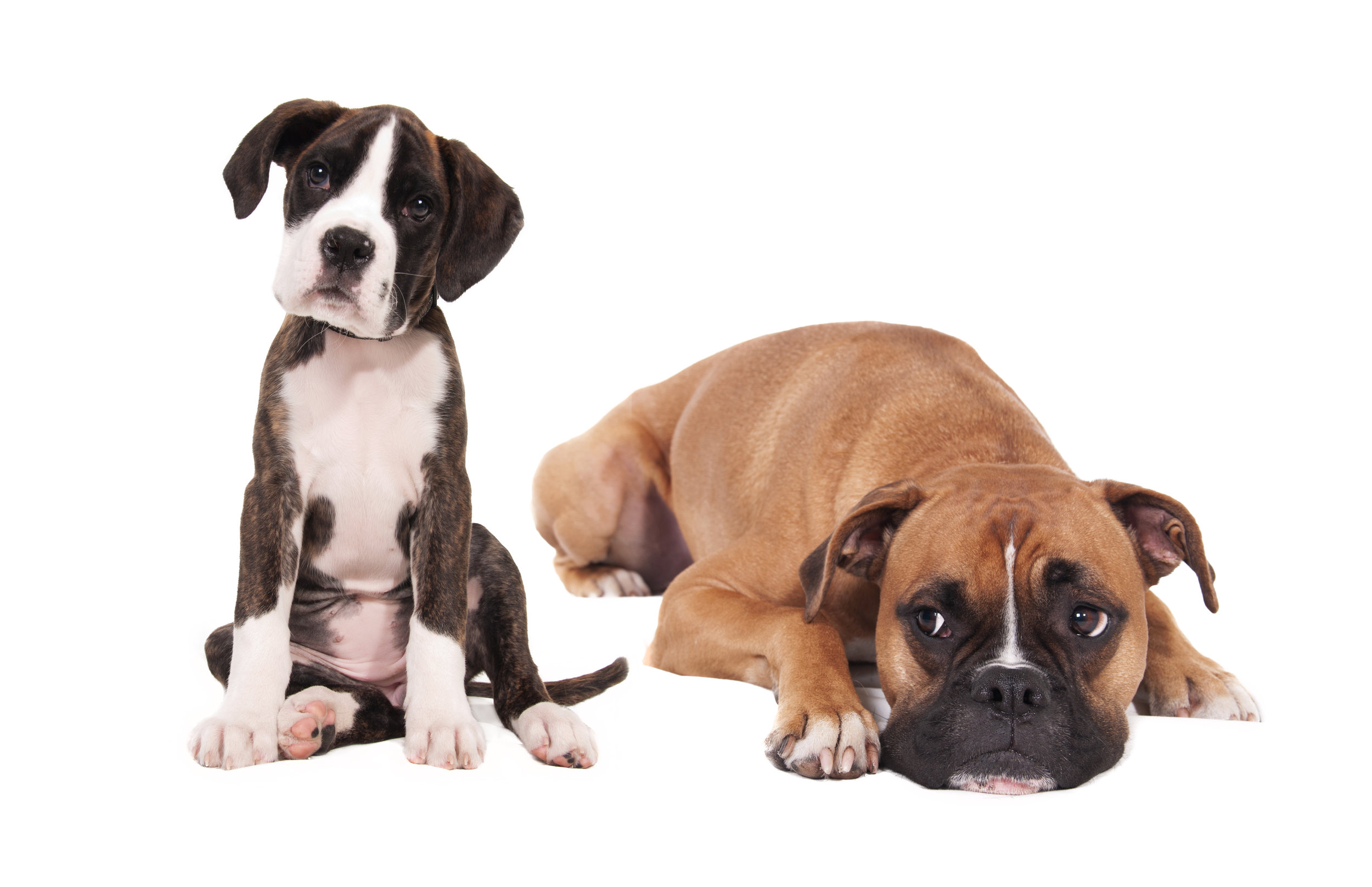 stockvault-boxer-dogs130869.jpg