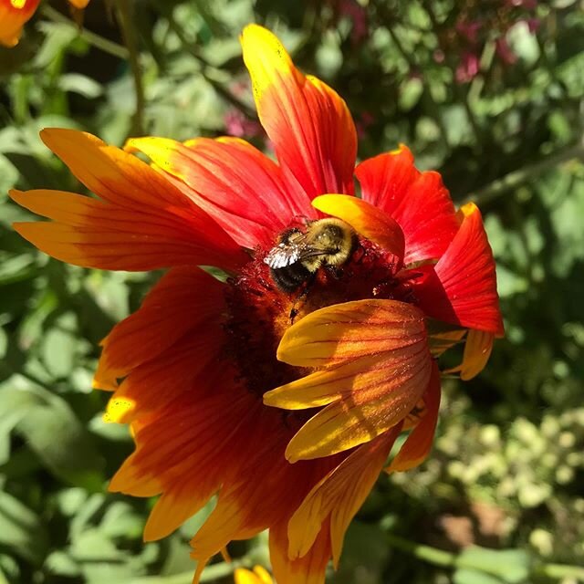 #bumblebee #gaillardia