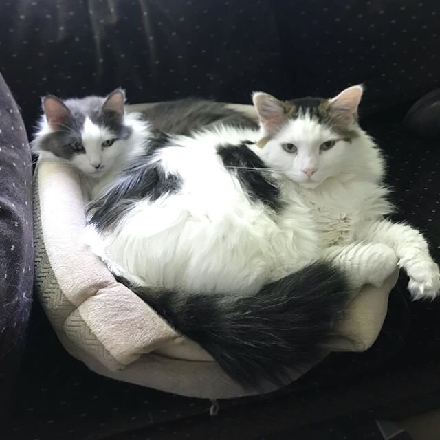 Goon and Margie cat actually using a cat bed!