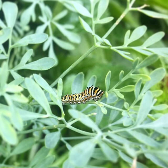 Eastern Black Swallowtail Caterpillar in my garden on Rue planted just to attract them. #pollinatorgarden