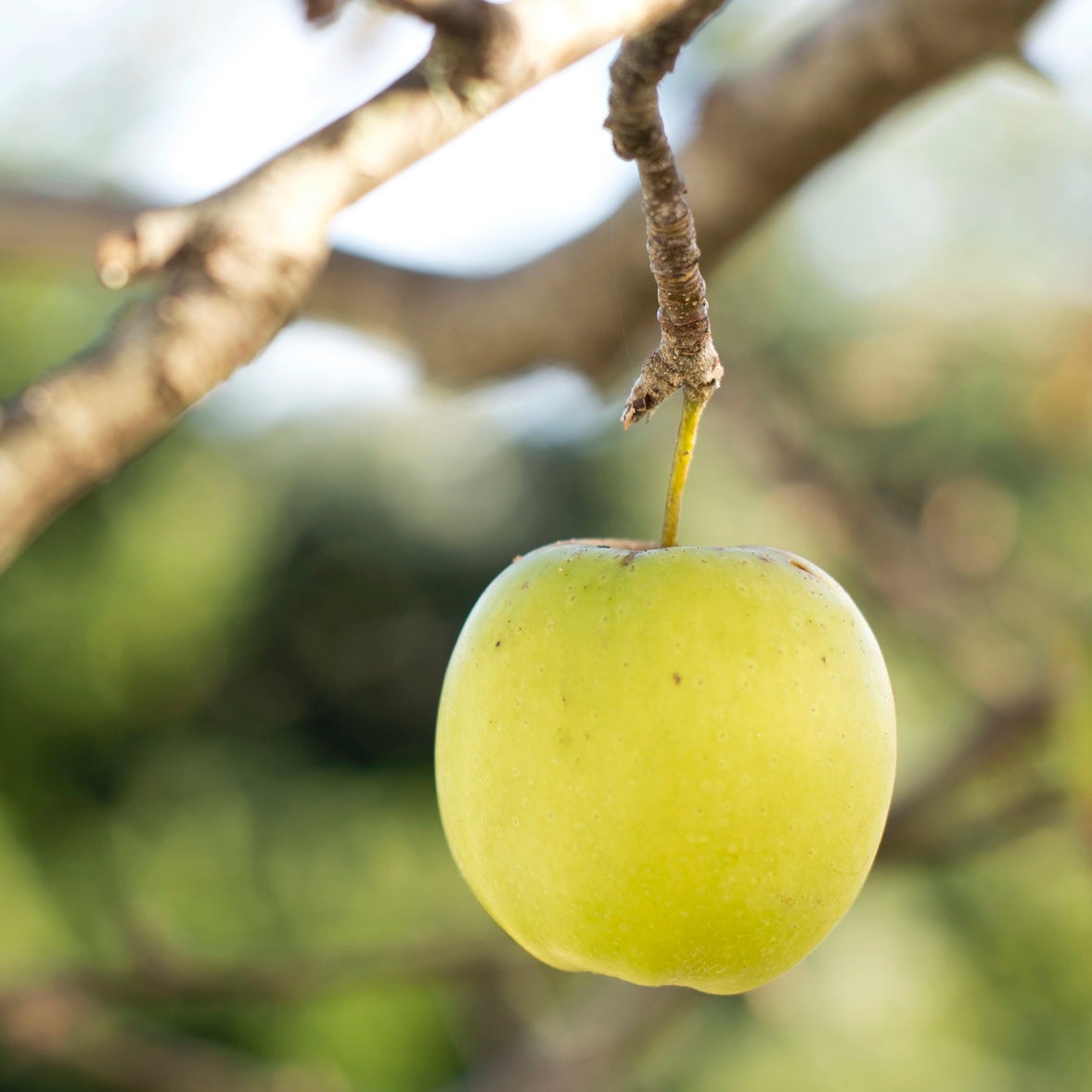 Golden Delicious