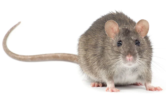 Rats