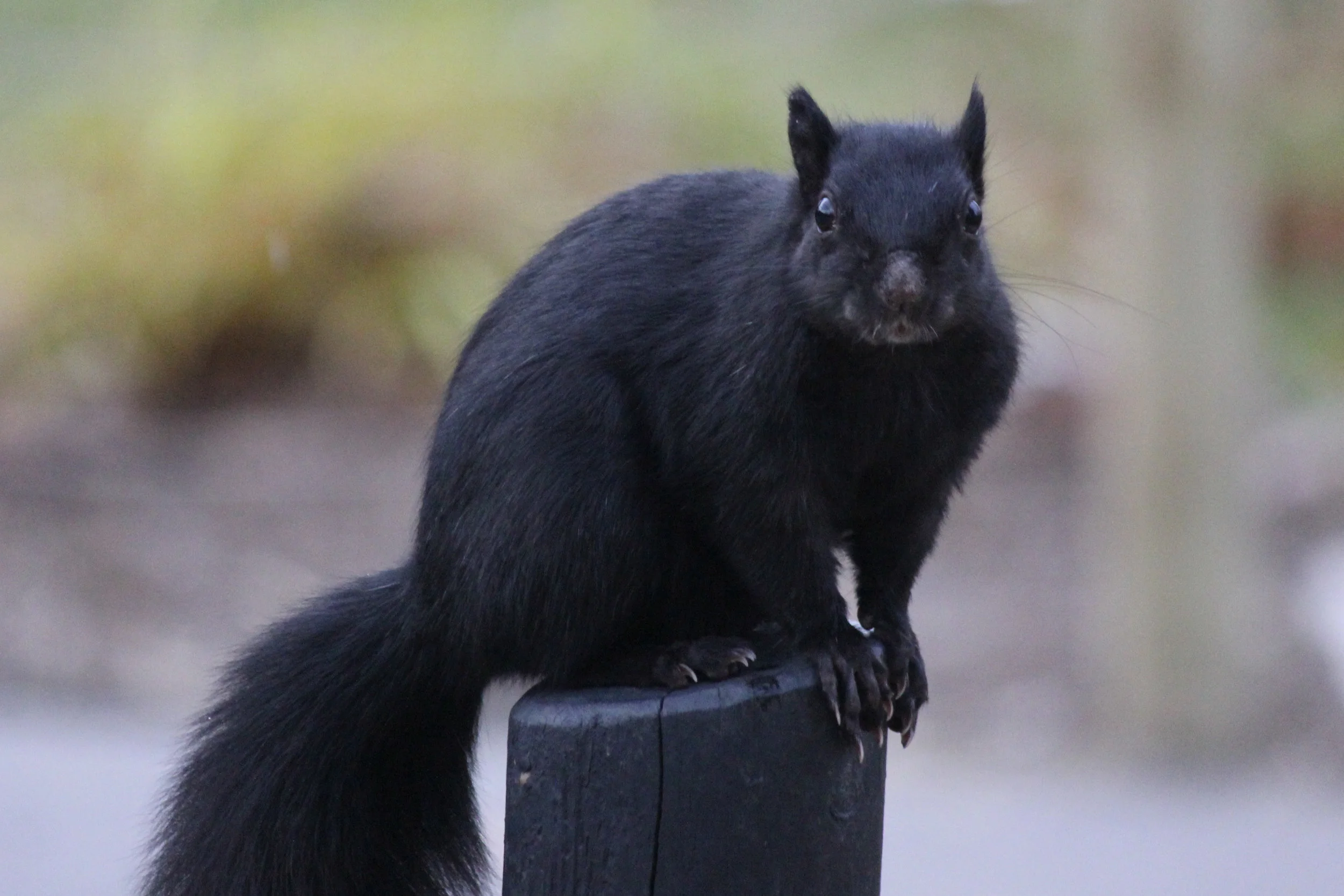 Squirrels