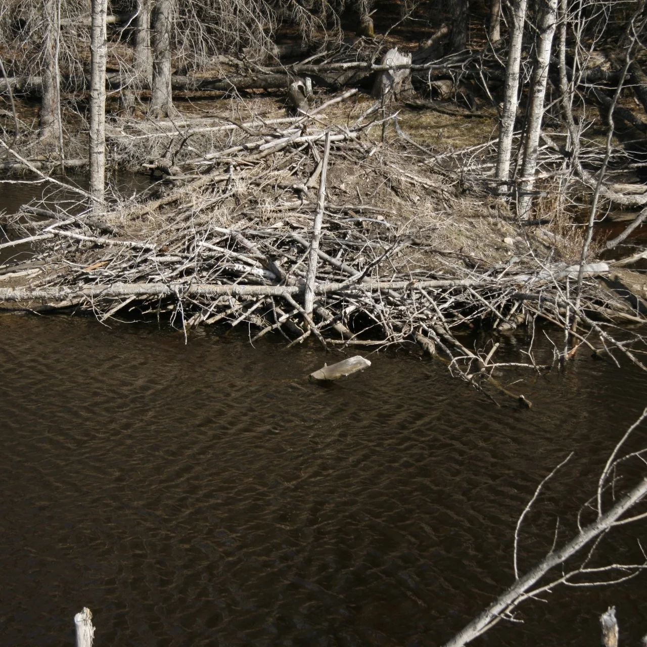Beavers