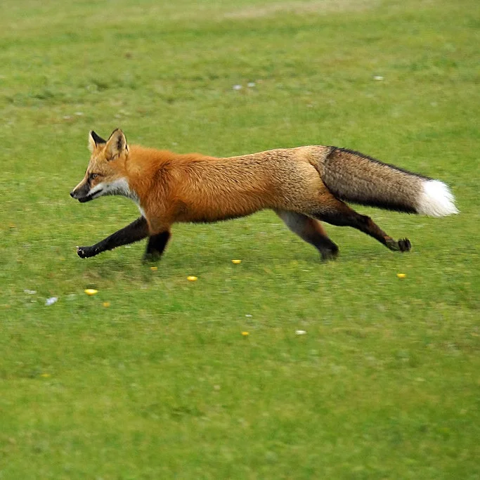 Fox