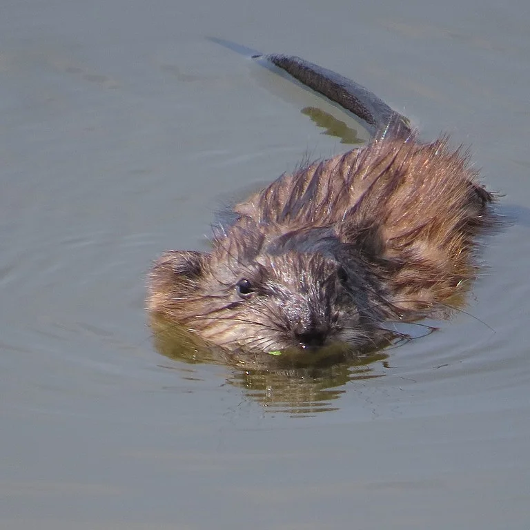 Muskrat