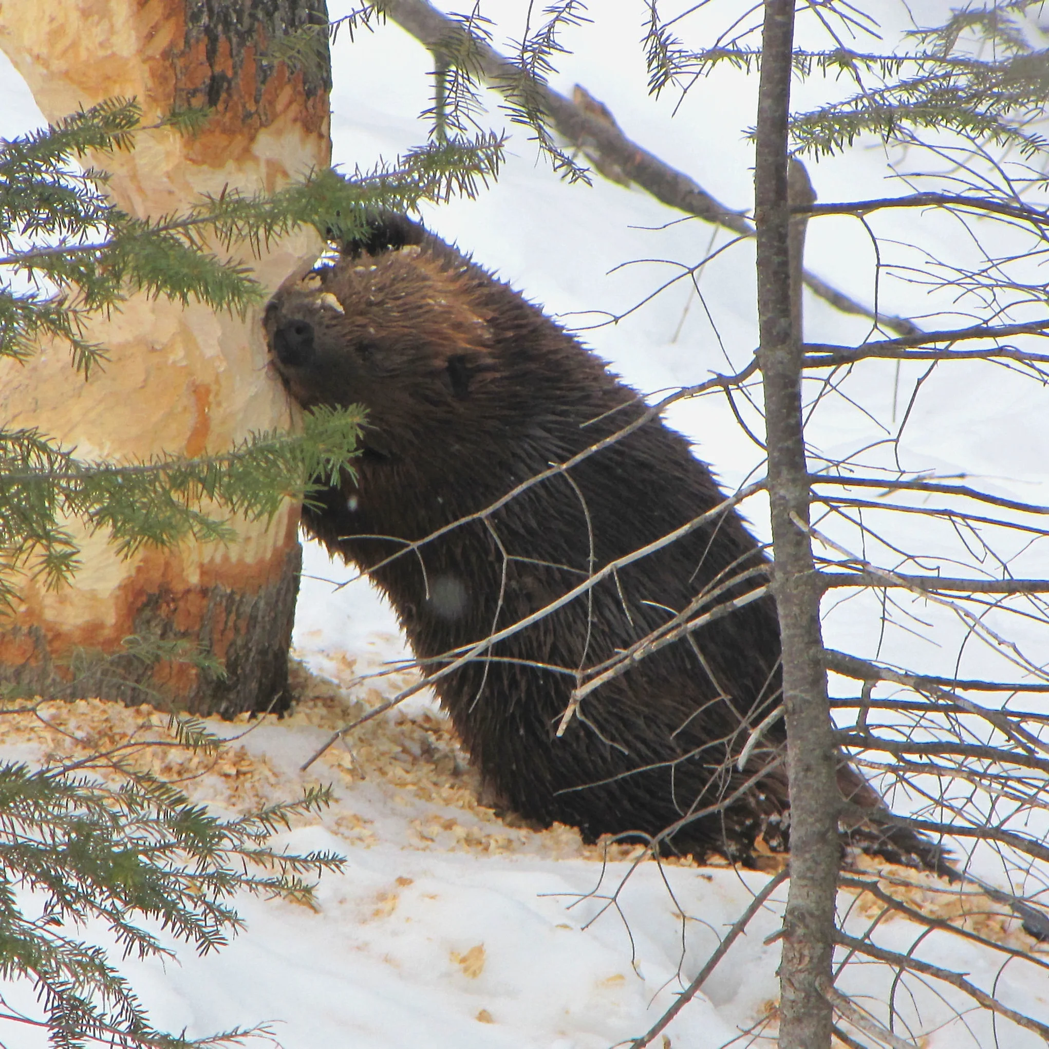 Beavers