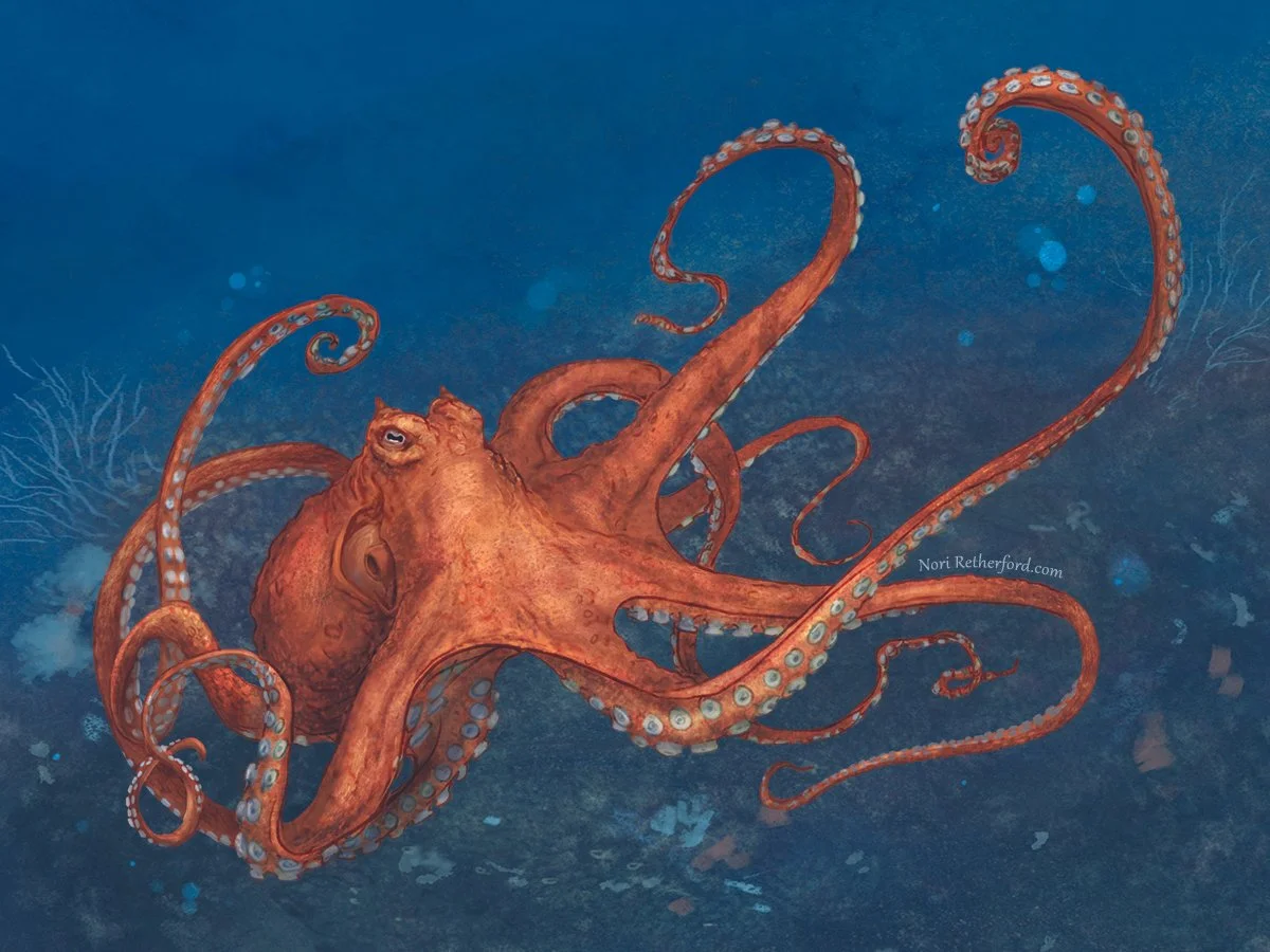 Octopus design for a sticker