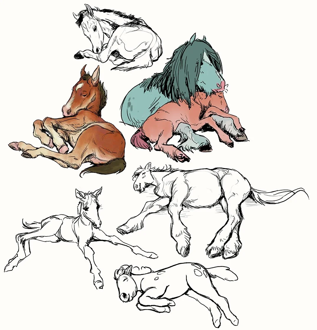 Baby horse study caricatures
