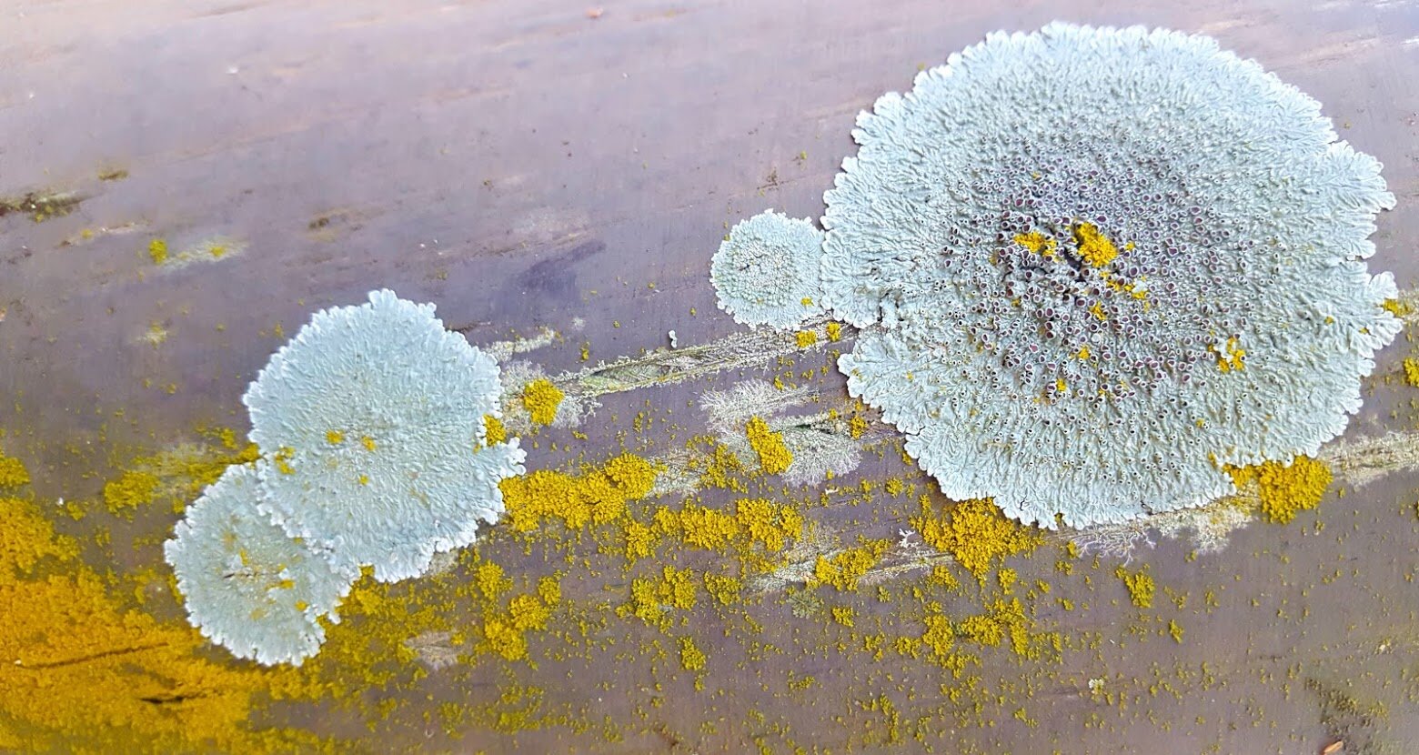 Abstract Lichen