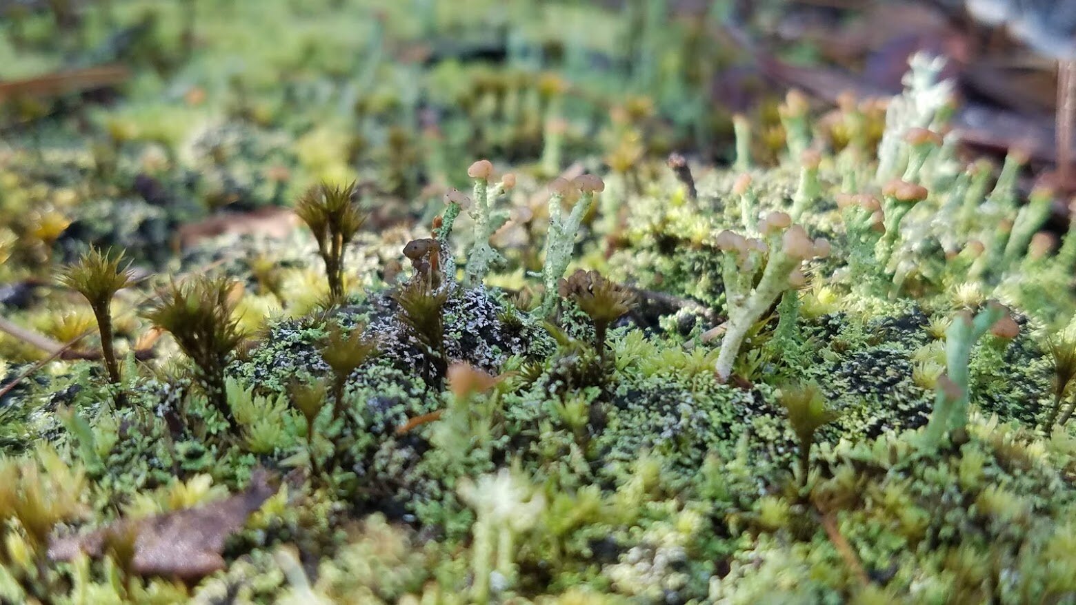 Miniature Forests