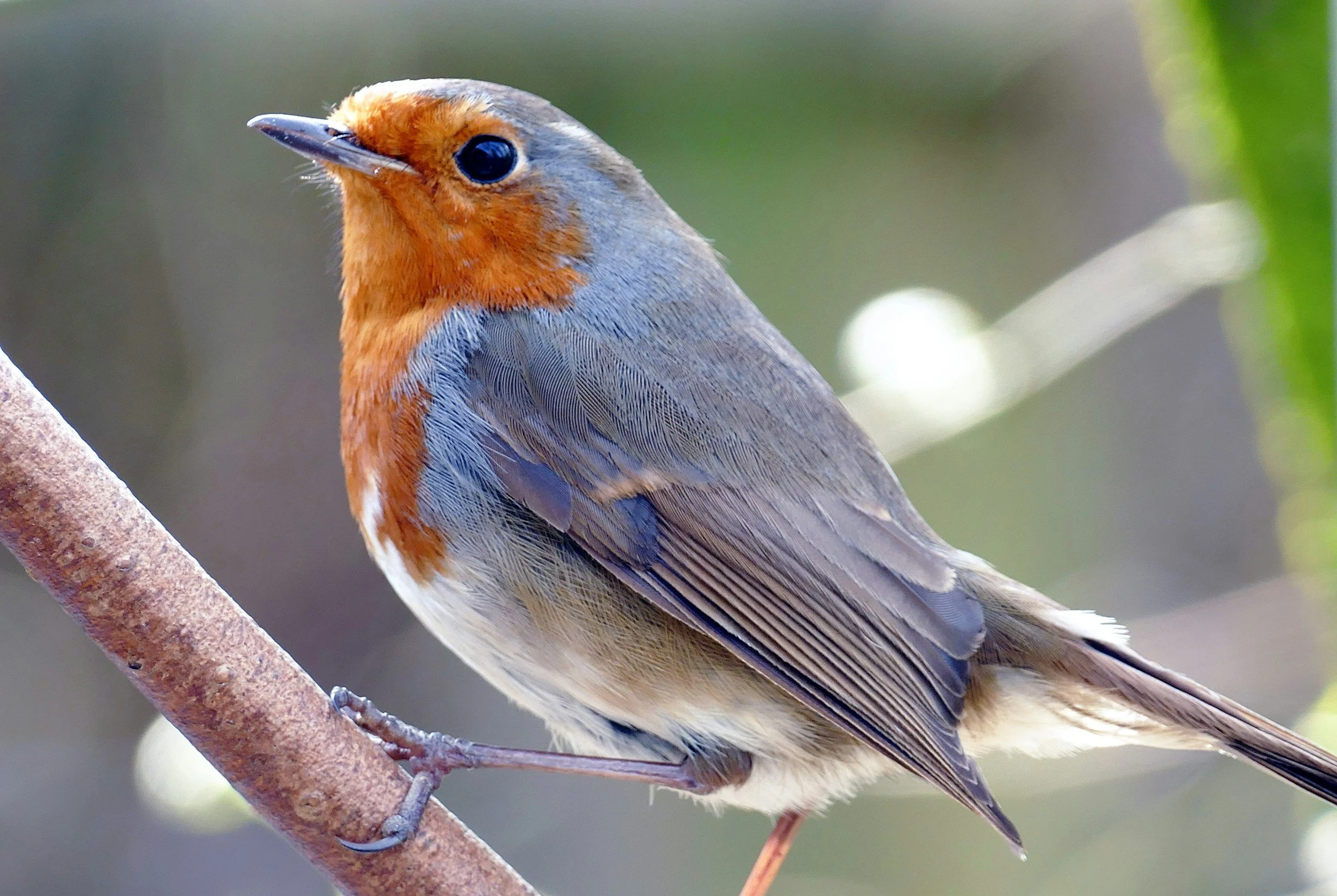 Birds of the World