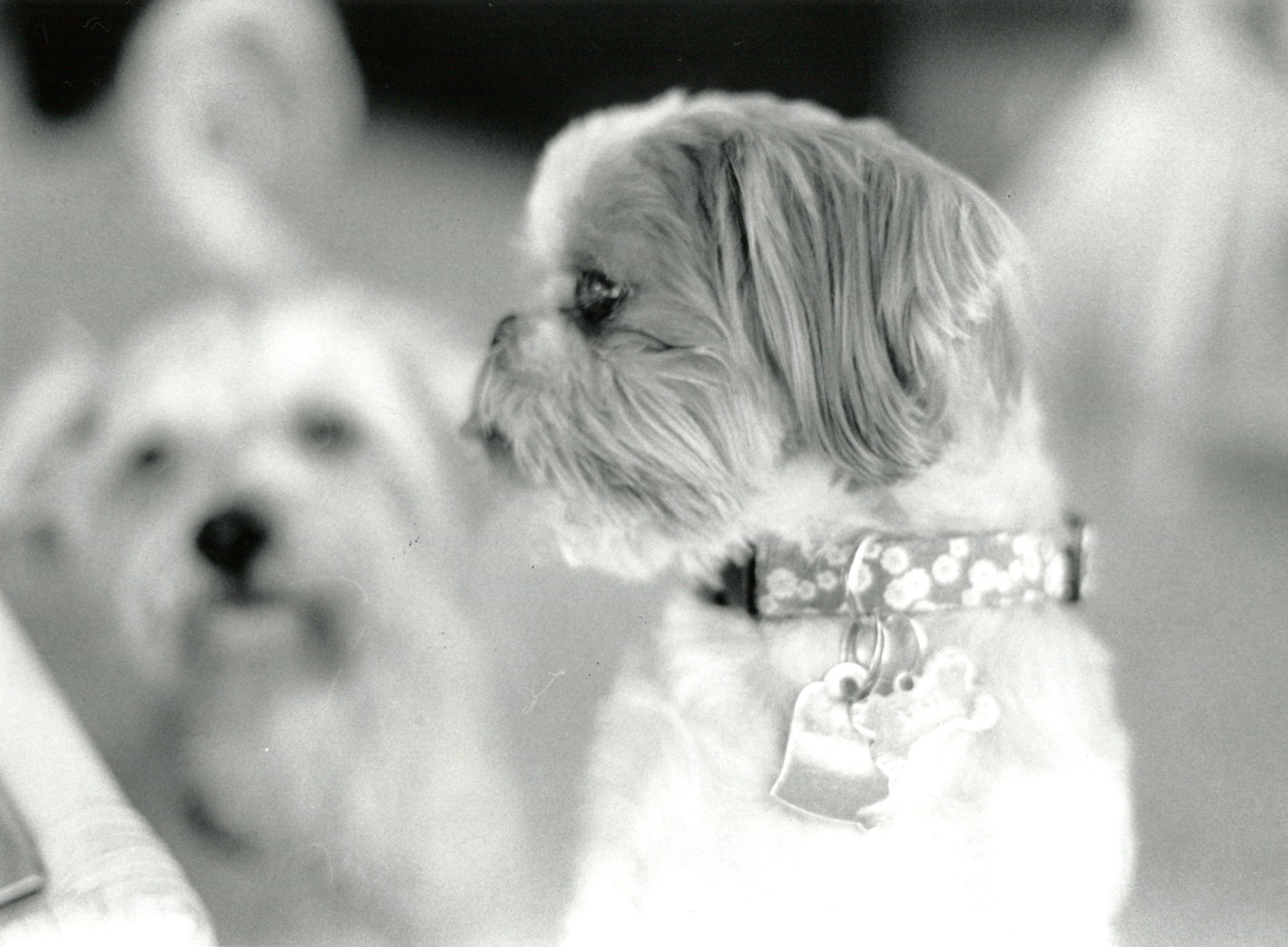 lily and riley in background.jpg