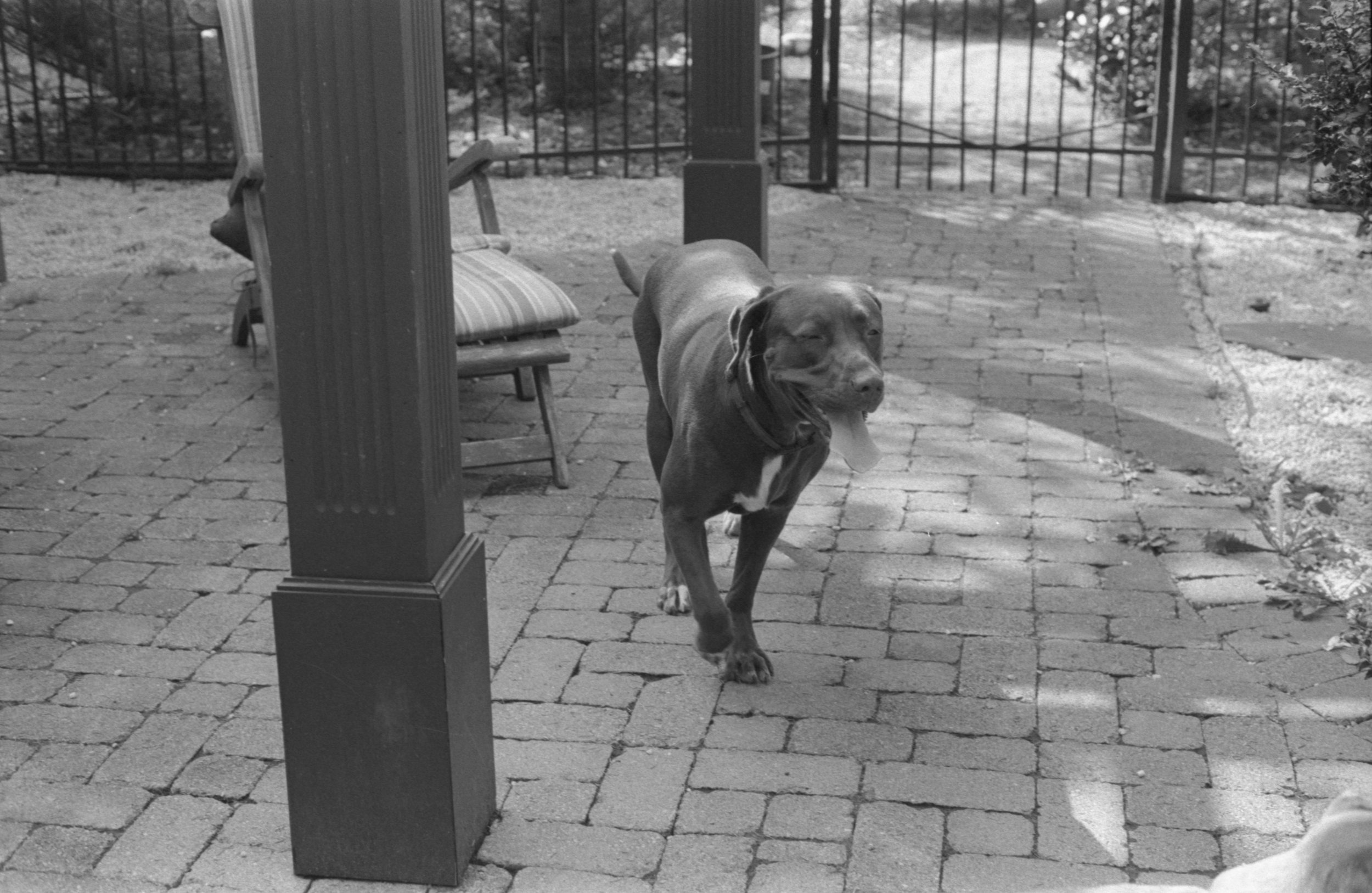 DOGS SUMMER 2017029.jpg