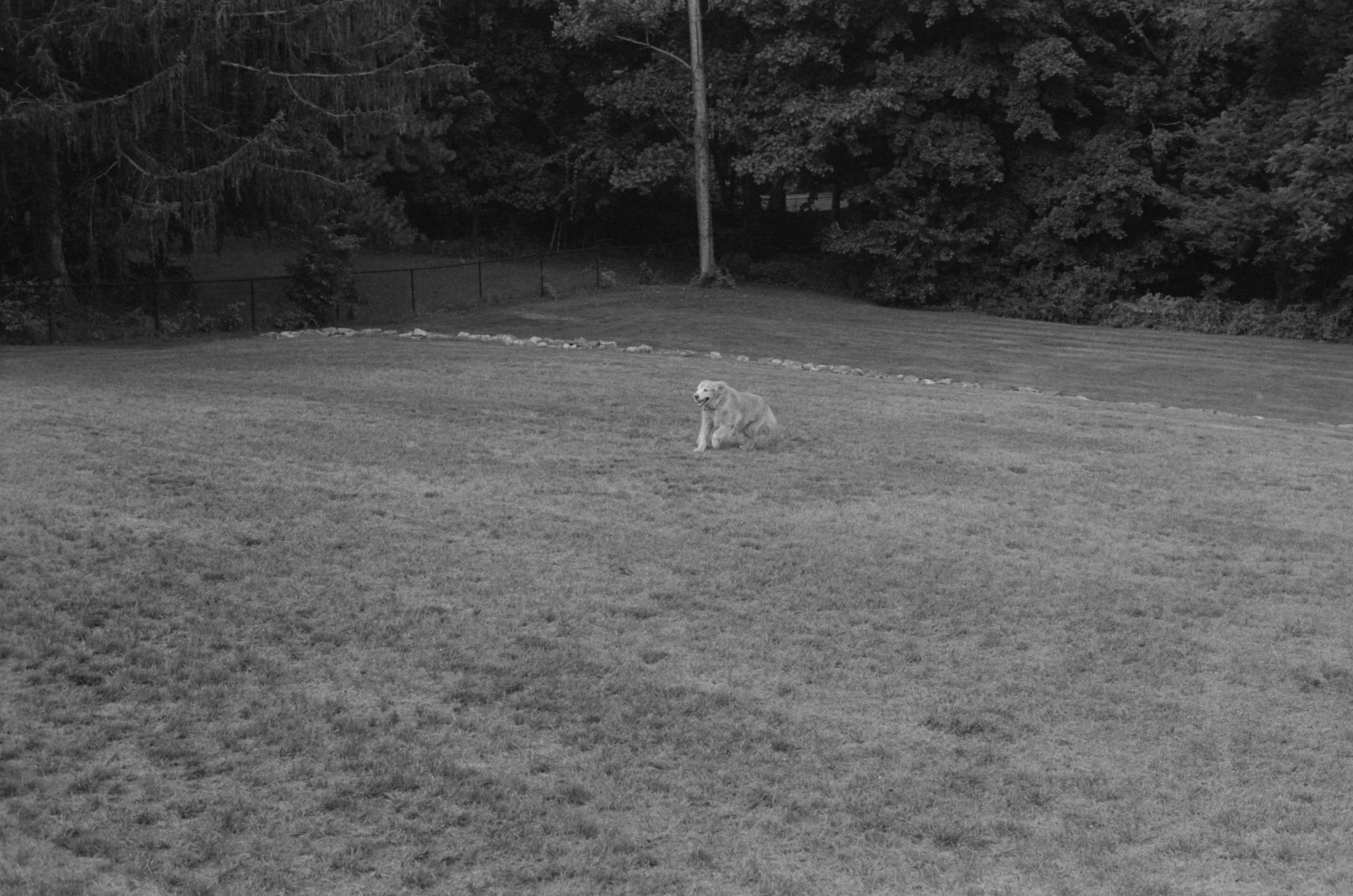 DOGS SUMMER 2017037.jpg
