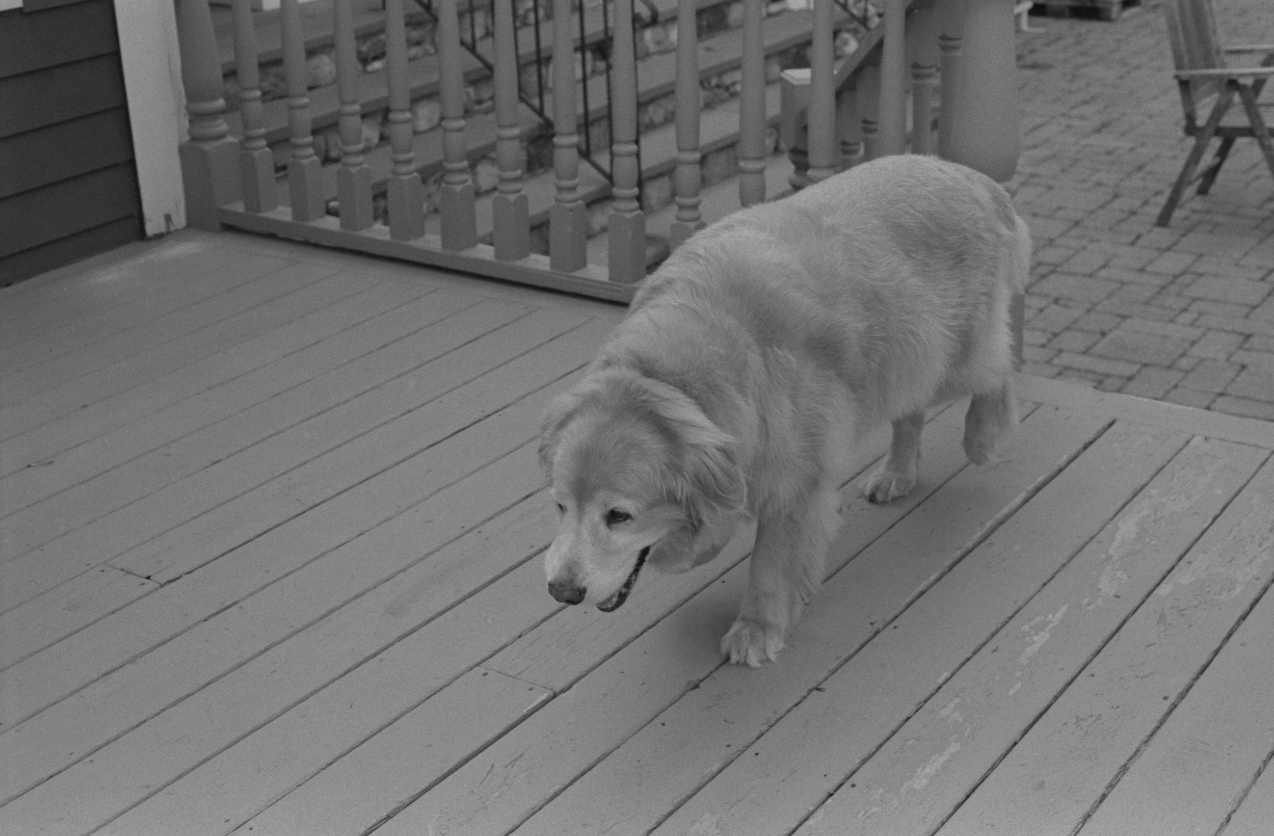 DOGS SUMMER 2017041.jpg