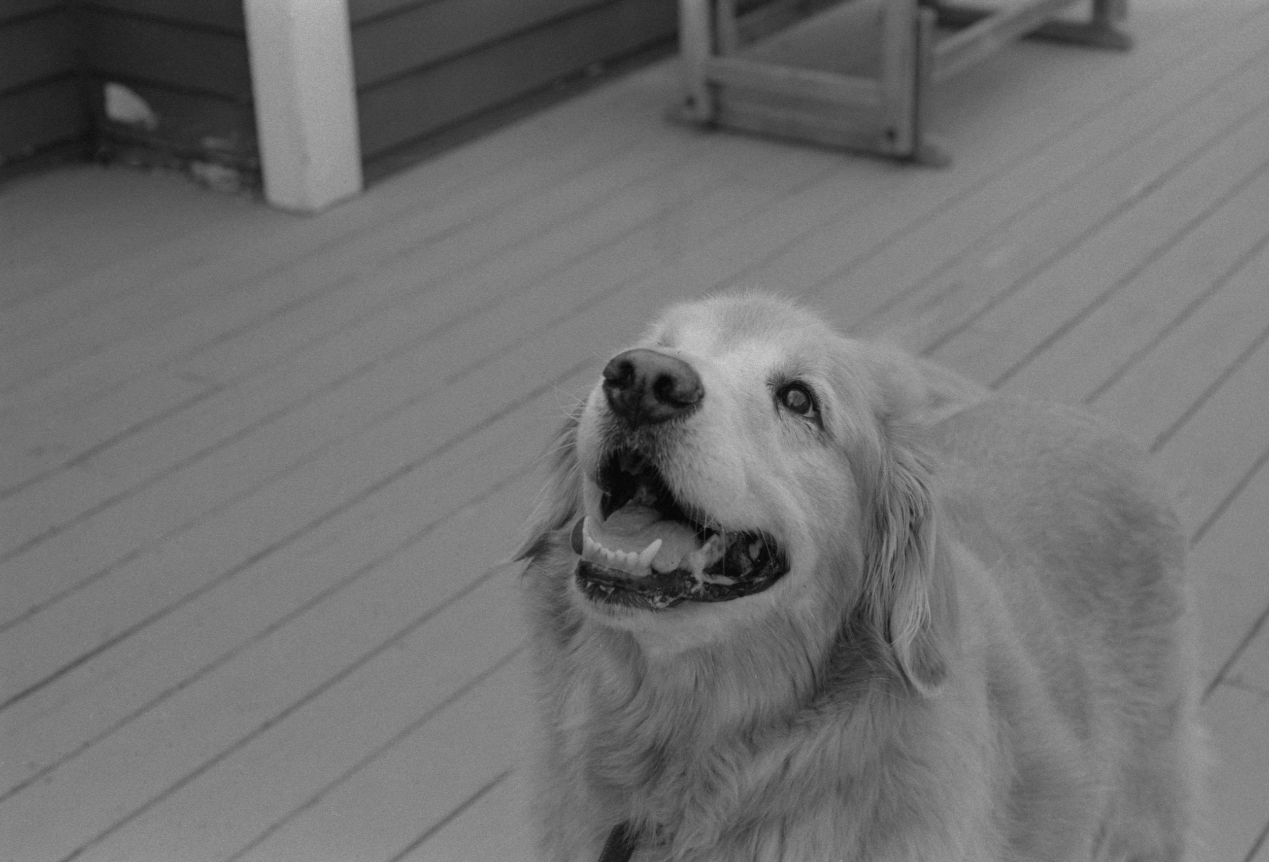 DOGS SUMMER 2017052.jpg