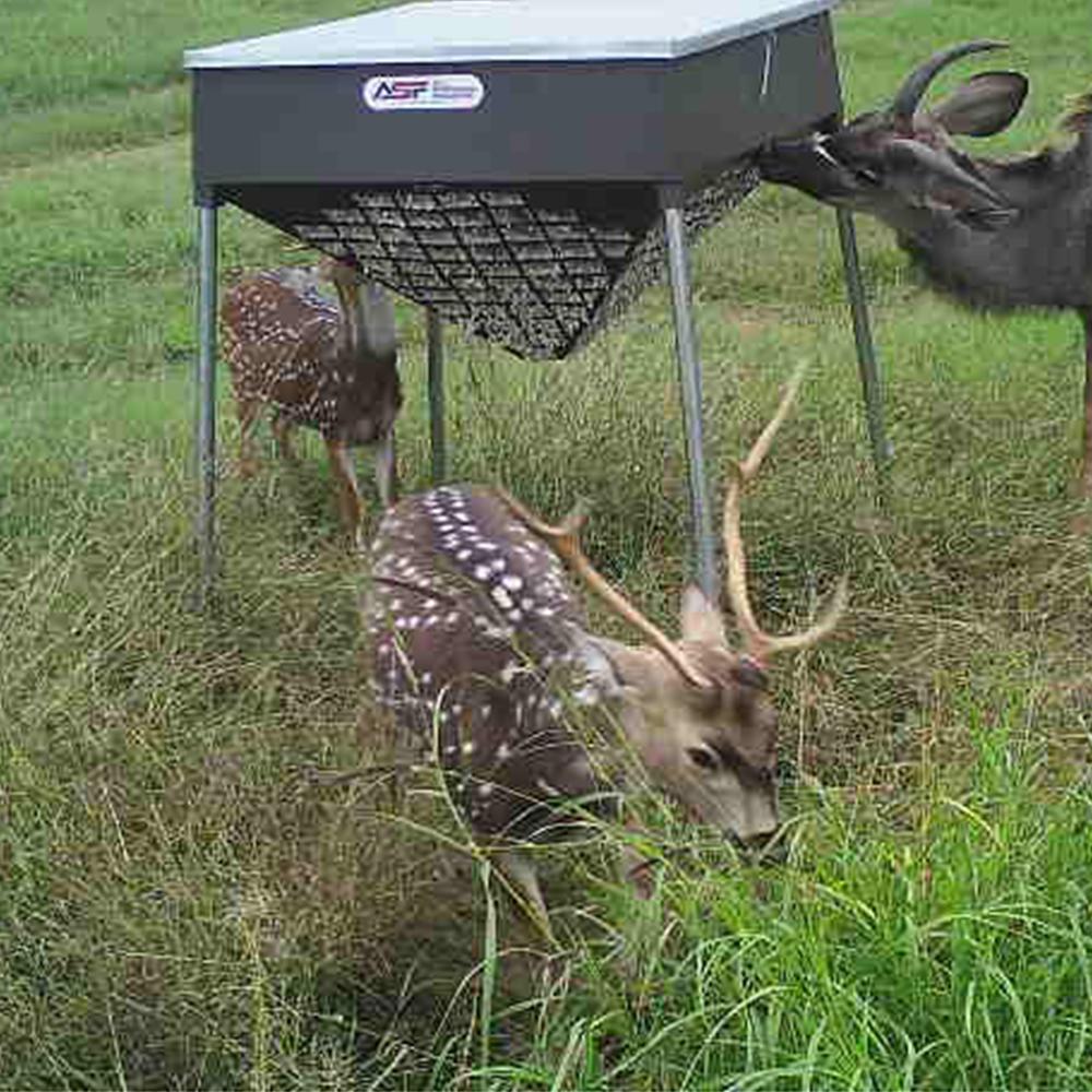 Exotics eating Fortified Cottonseed 